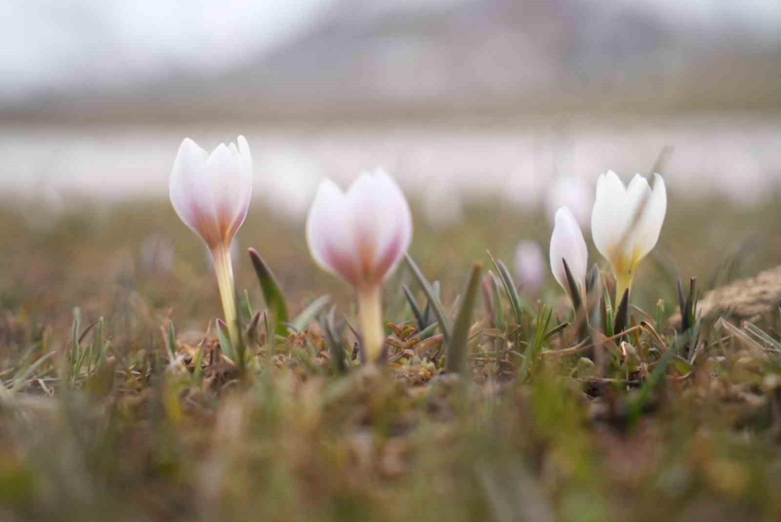 Muş Ovası’nda çiğdemler yeniden yüzünü gösterdi
