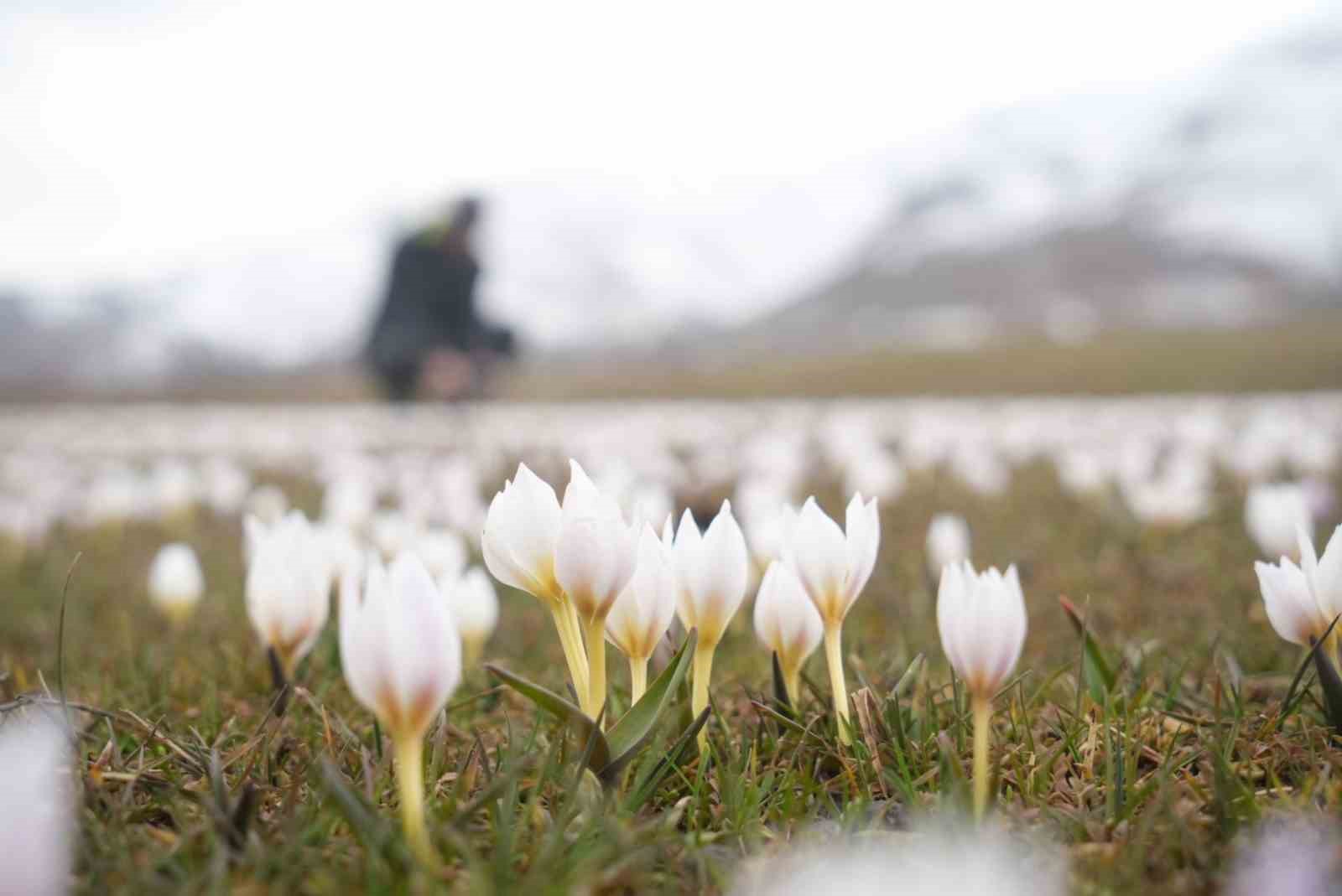 Muş Ovası’nda çiğdemler yeniden yüzünü gösterdi
