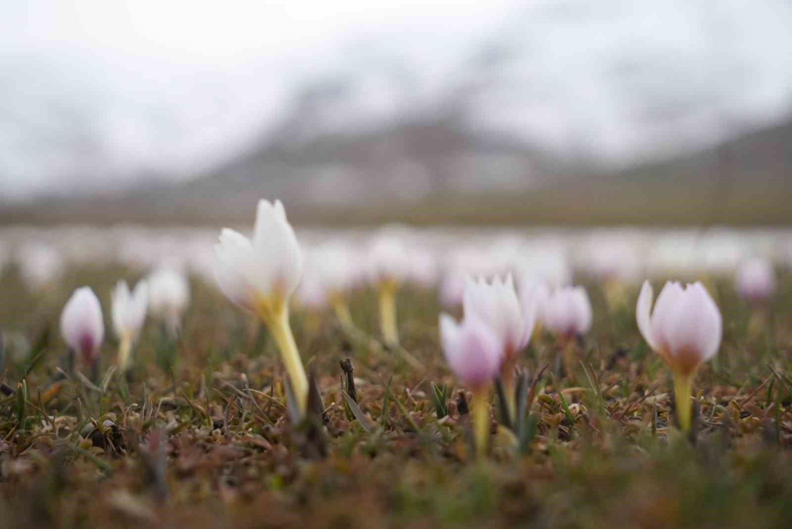 Muş Ovası’nda çiğdemler yeniden yüzünü gösterdi
