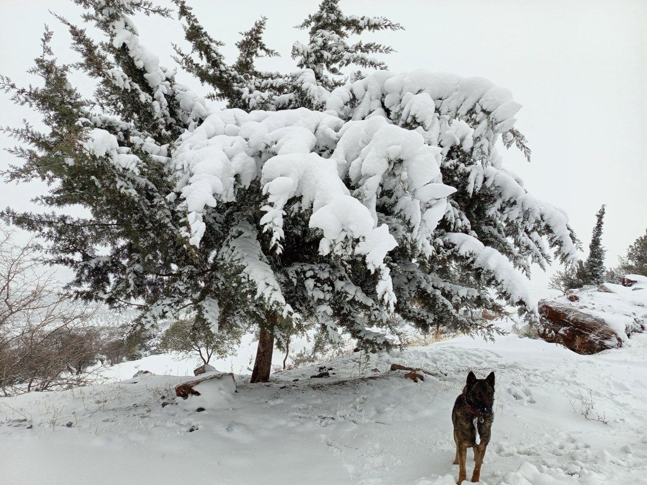 Musabeyli beyaza büründü
