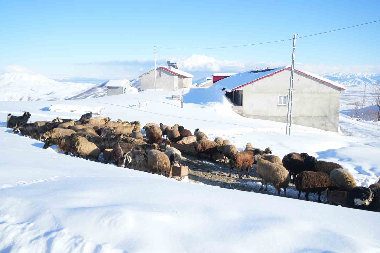 Muş’ta 1800 rakımlı köy kara gömüldü: Evler kar altında, ulaşım tünellerle sağlanıyor
