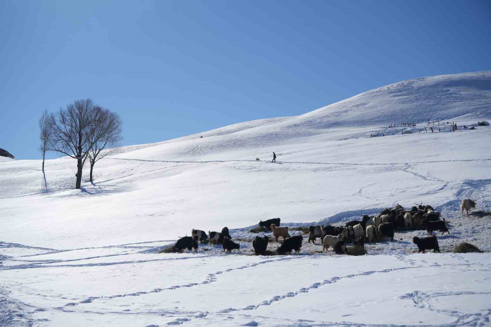 Muş’ta 1800 rakımlı köy kara gömüldü: Evler kar altında, ulaşım tünellerle sağlanıyor
