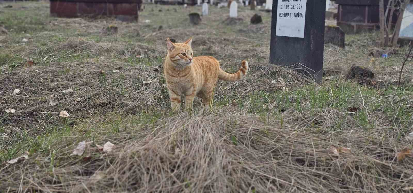 Muş’ta 9 gün önce öldürülen adamın kedileri mezarının başından ayrılmıyor
Muş’ta 9 gün önce öldürülen adamın kedileri mezarının başından ayrılmıyor