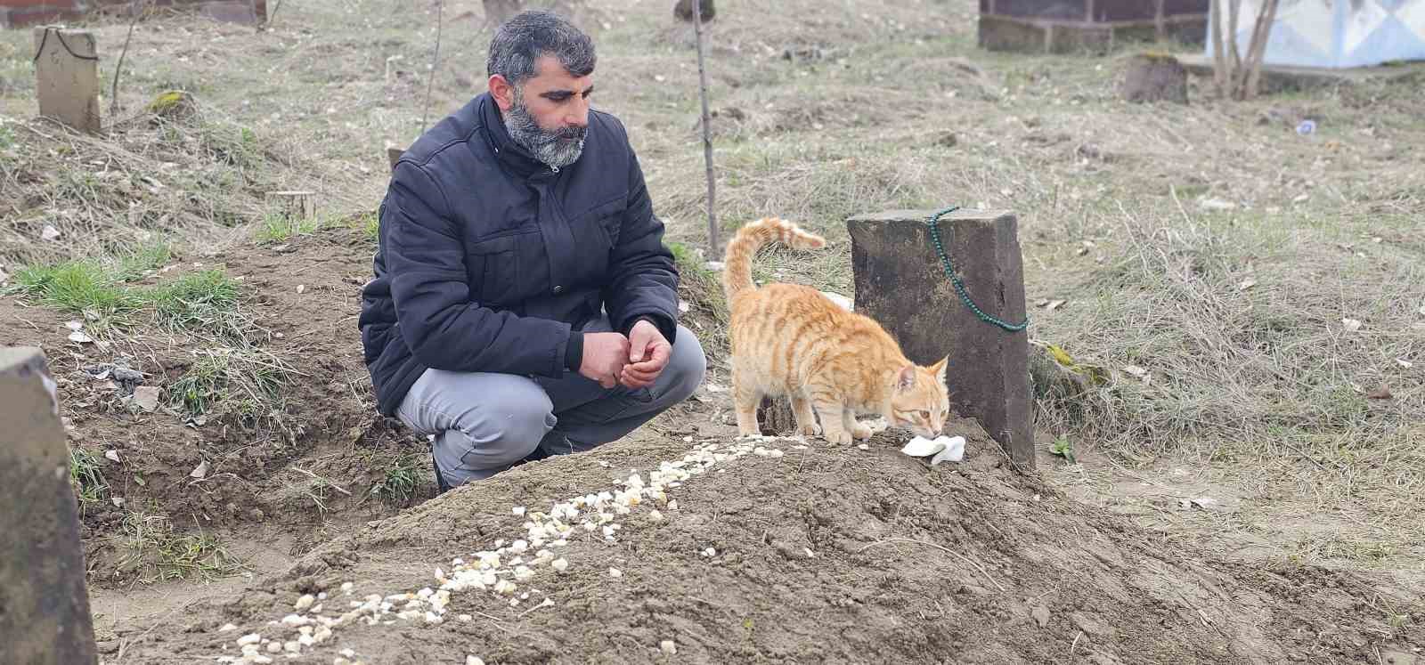Muş’ta 9 gün önce öldürülen adamın kedileri mezarının başından ayrılmıyor
Muş’ta 9 gün önce öldürülen adamın kedileri mezarının başından ayrılmıyor