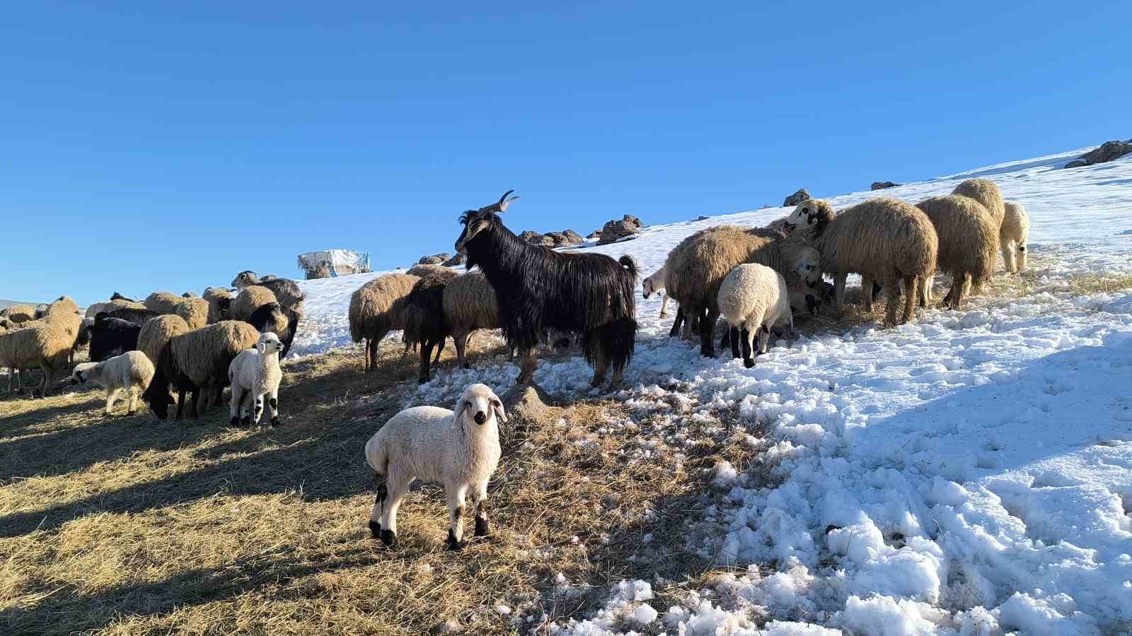Muş’ta besiciler baharı beklerken yeniden kışa geldi
