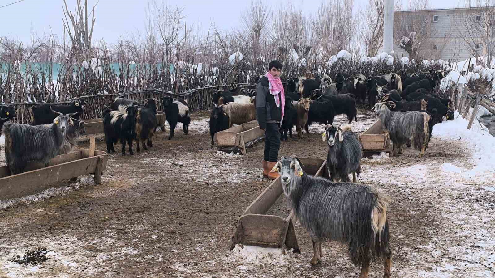 Muş’ta besicilerden alternatif yem yöntemi
