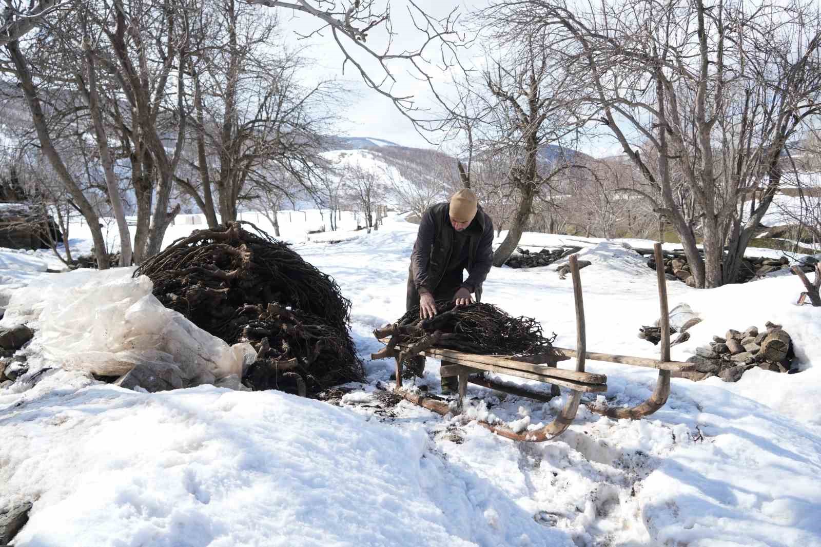 Muş’ta besicilerin asırlık geven otu geleneği sürüyor
