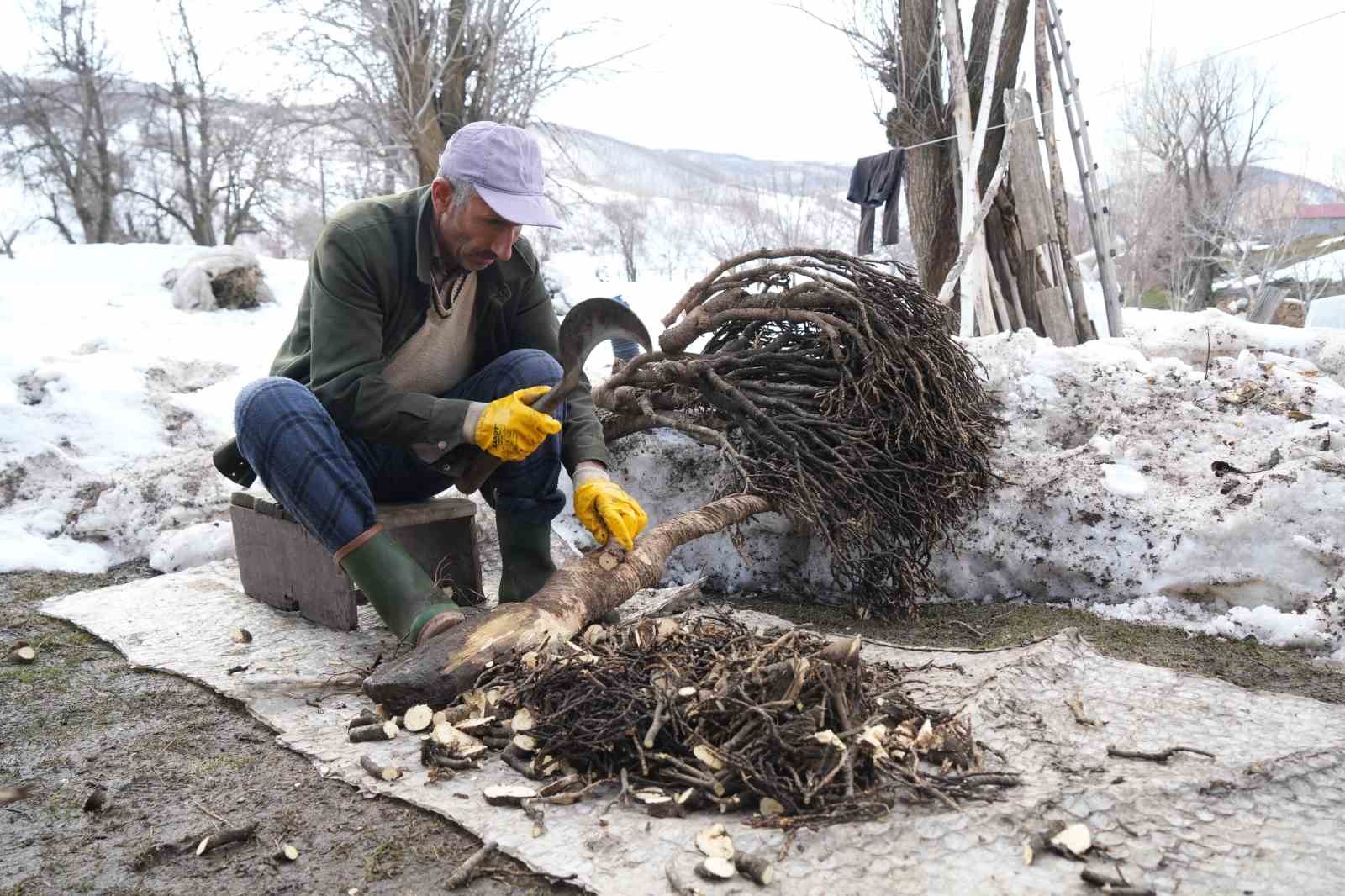 Muş’ta besicilerin asırlık geven otu geleneği sürüyor
