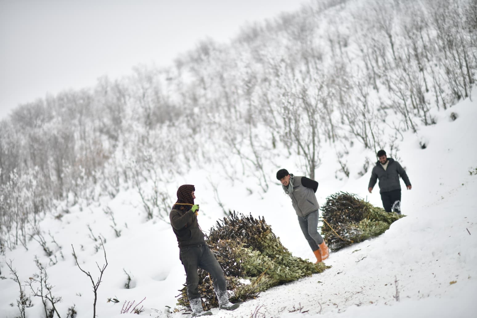 Muş’ta besicilerin kızaklı zorlu kış mesaisi
