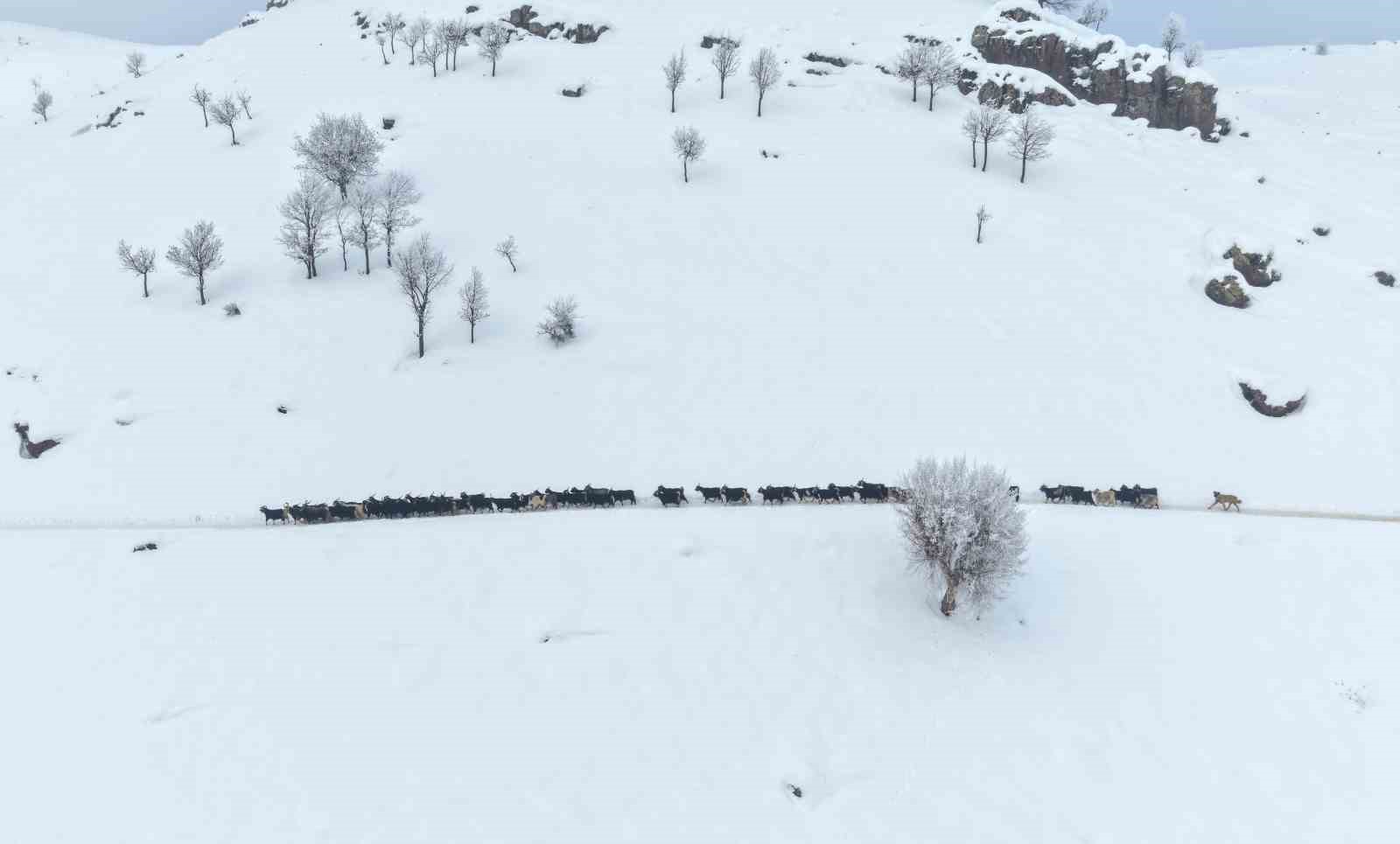 Muş’ta besicilerin kızaklı zorlu kış mesaisi
