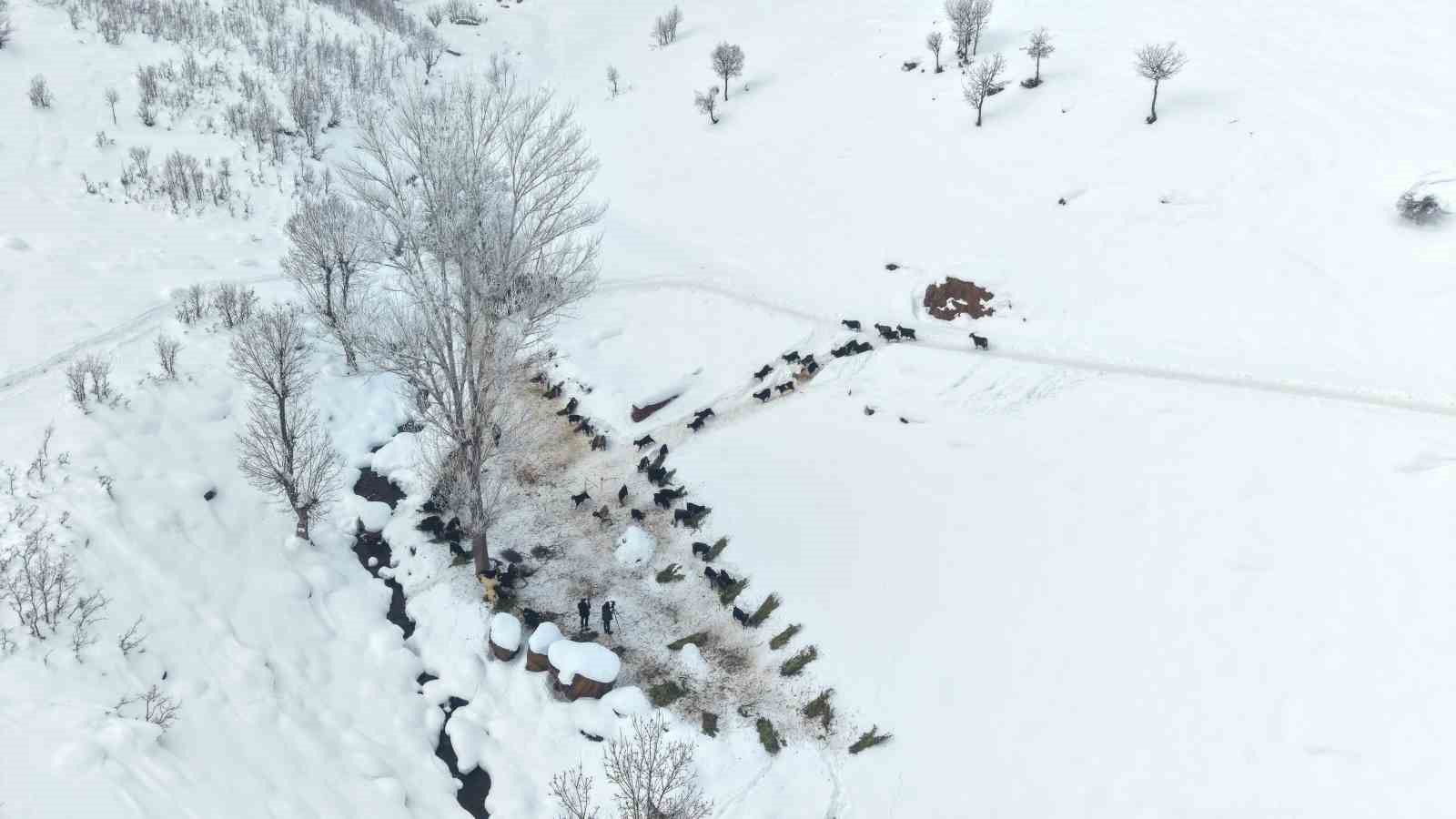 Muş’ta besicilerin kızaklı zorlu kış mesaisi
