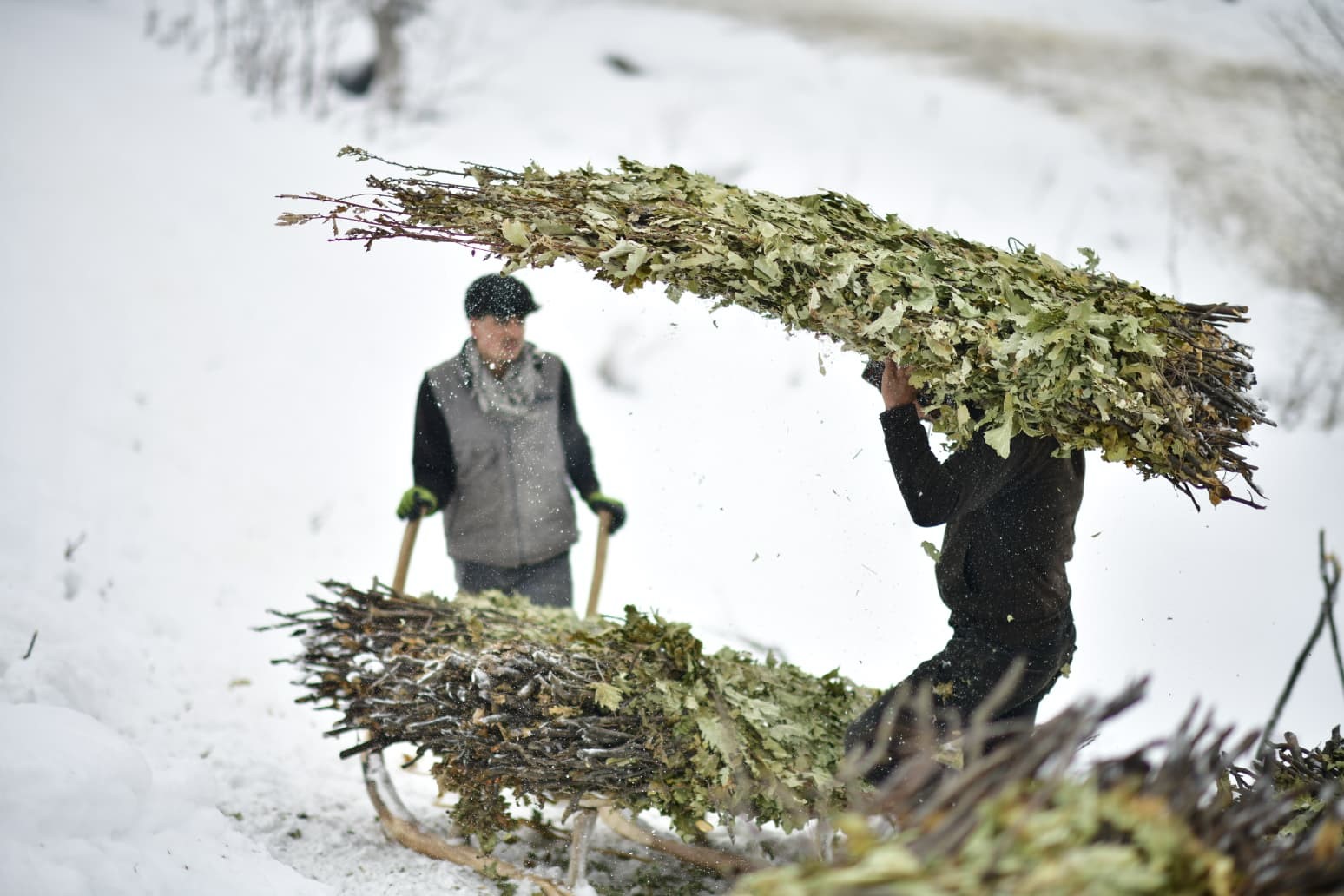 Muş’ta besicilerin kızaklı zorlu kış mesaisi
