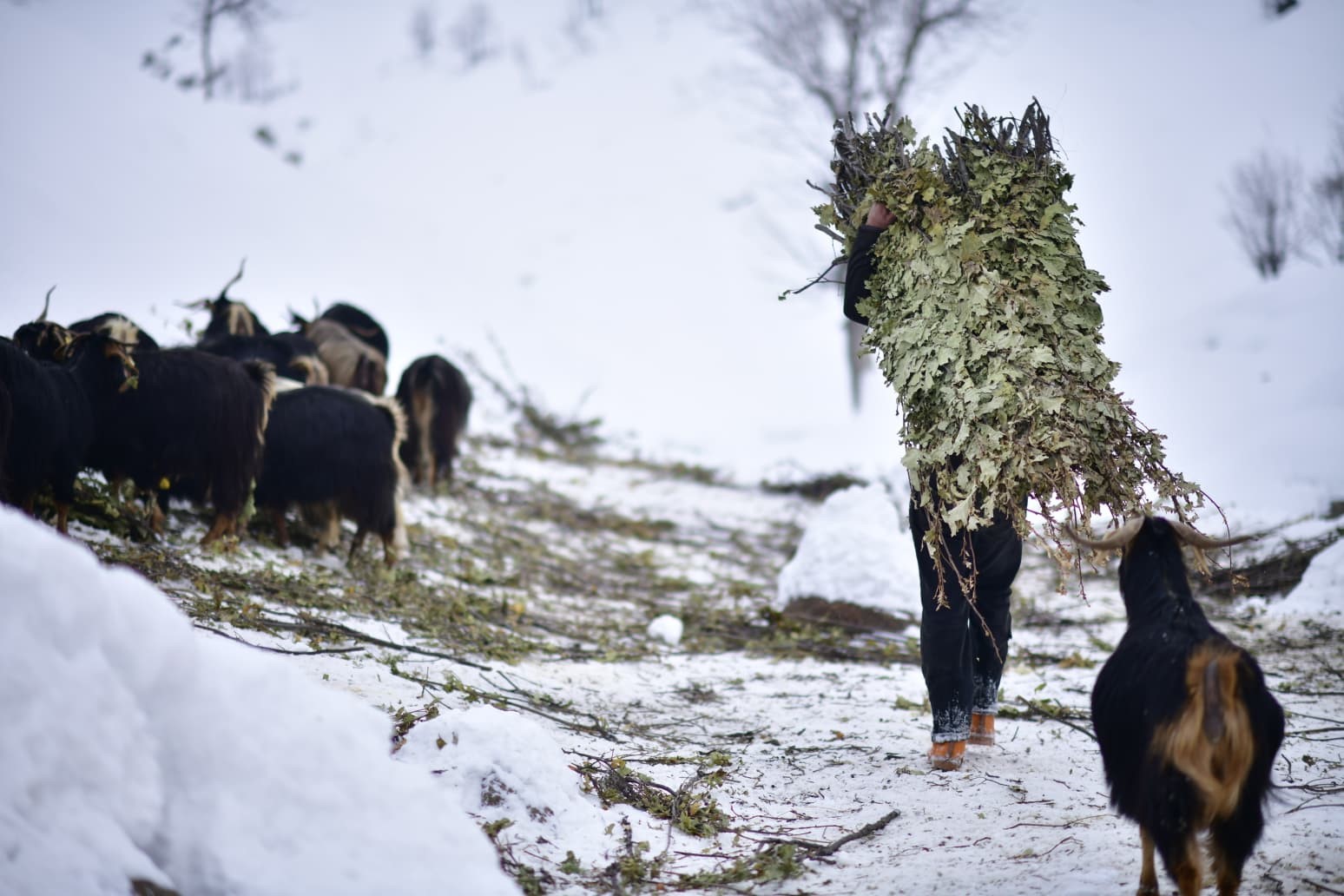 Muş’ta besicilerin kızaklı zorlu kış mesaisi
