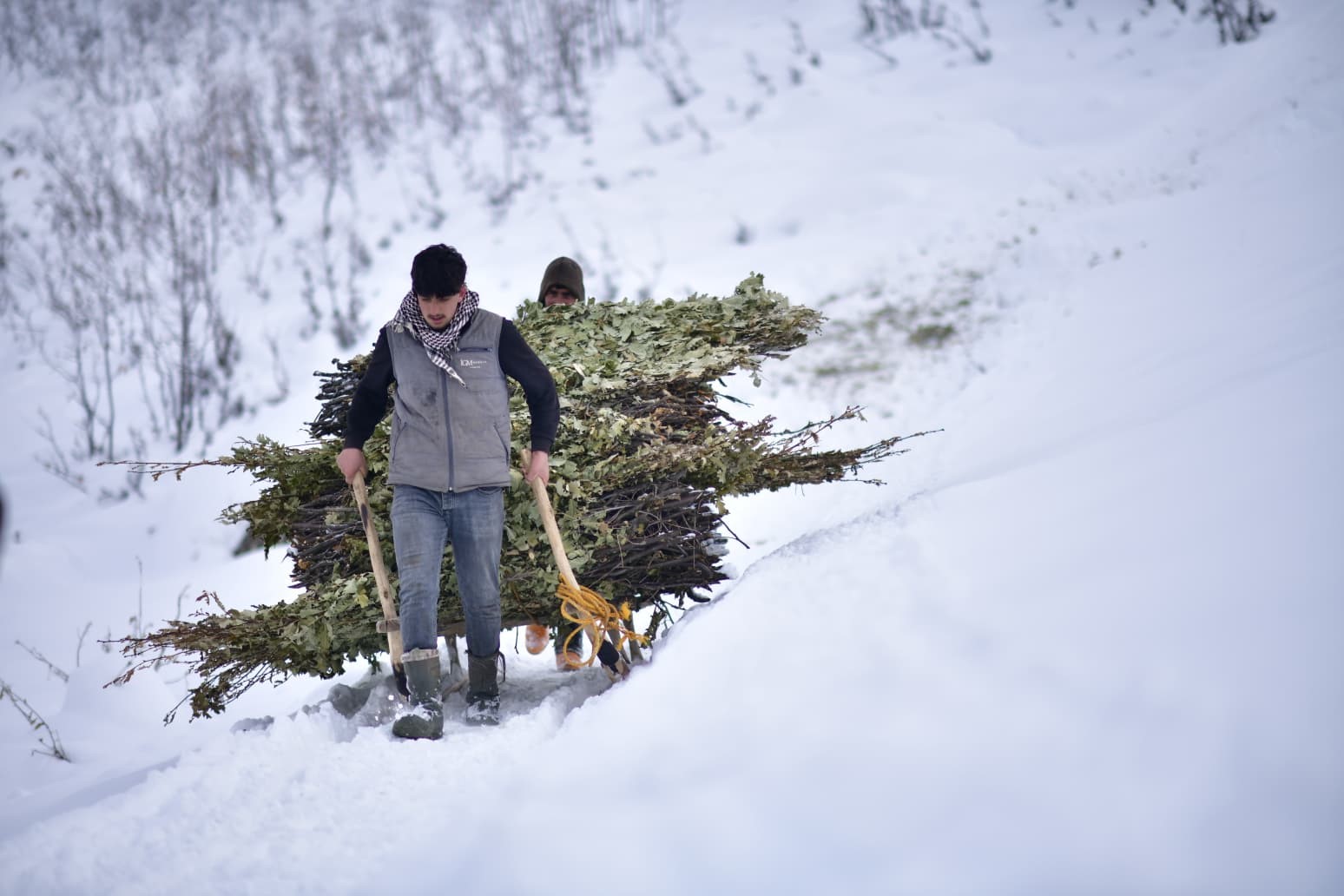Muş’ta besicilerin kızaklı zorlu kış mesaisi
