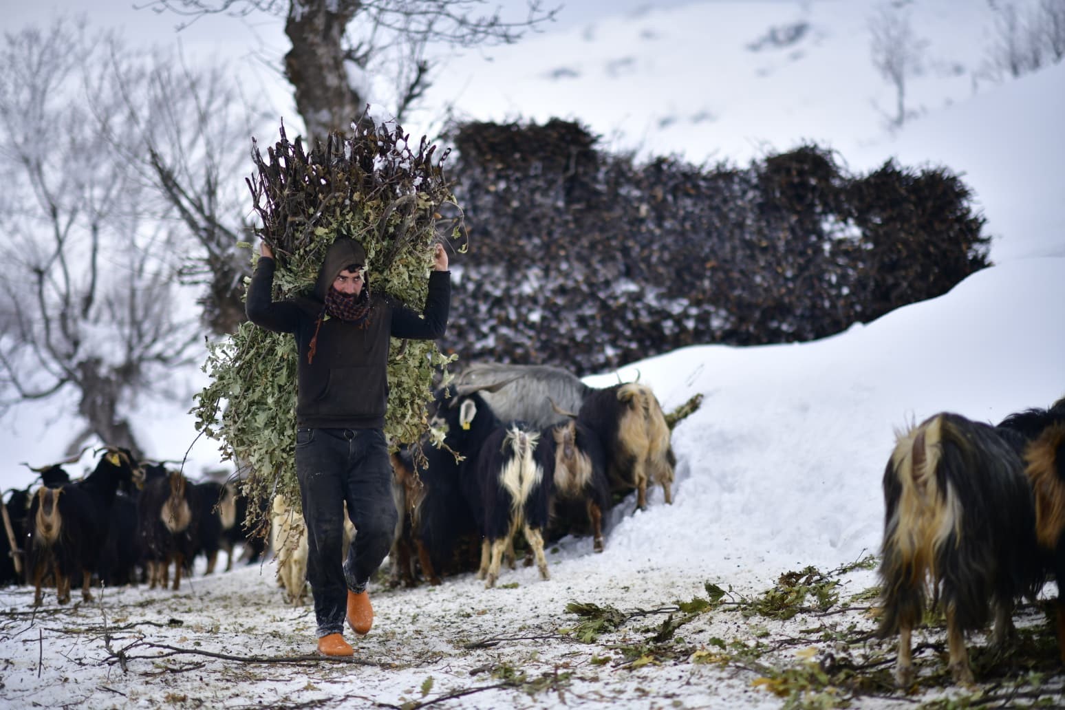 Muş’ta besicilerin kızaklı zorlu kış mesaisi
