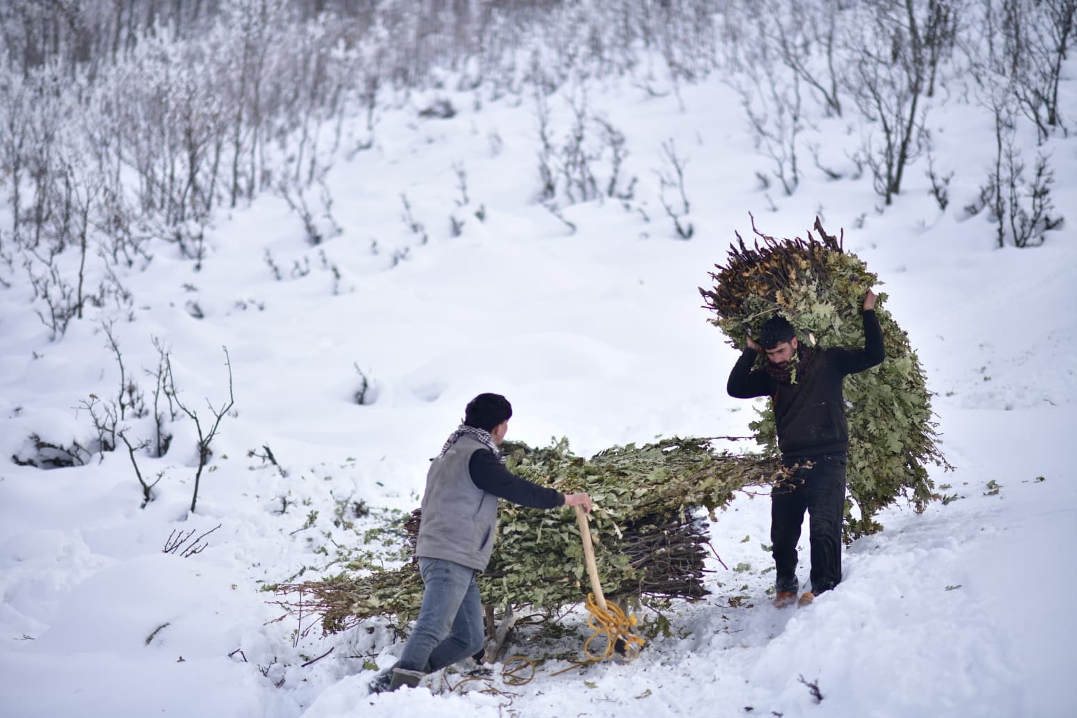 Muş’ta besicilerin kızaklı zorlu kış mesaisi
