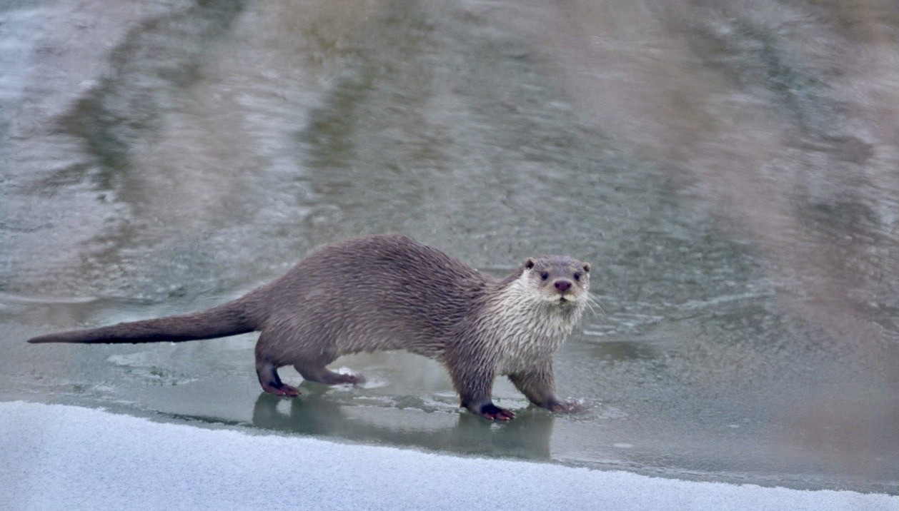 Muş’ta buz tutan Karasu Nehri’nde su samuru görüntülendi
