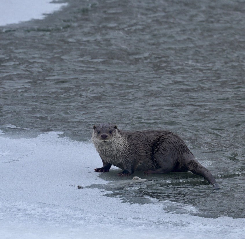 Muş’ta buz tutan Karasu Nehri’nde su samuru görüntülendi
