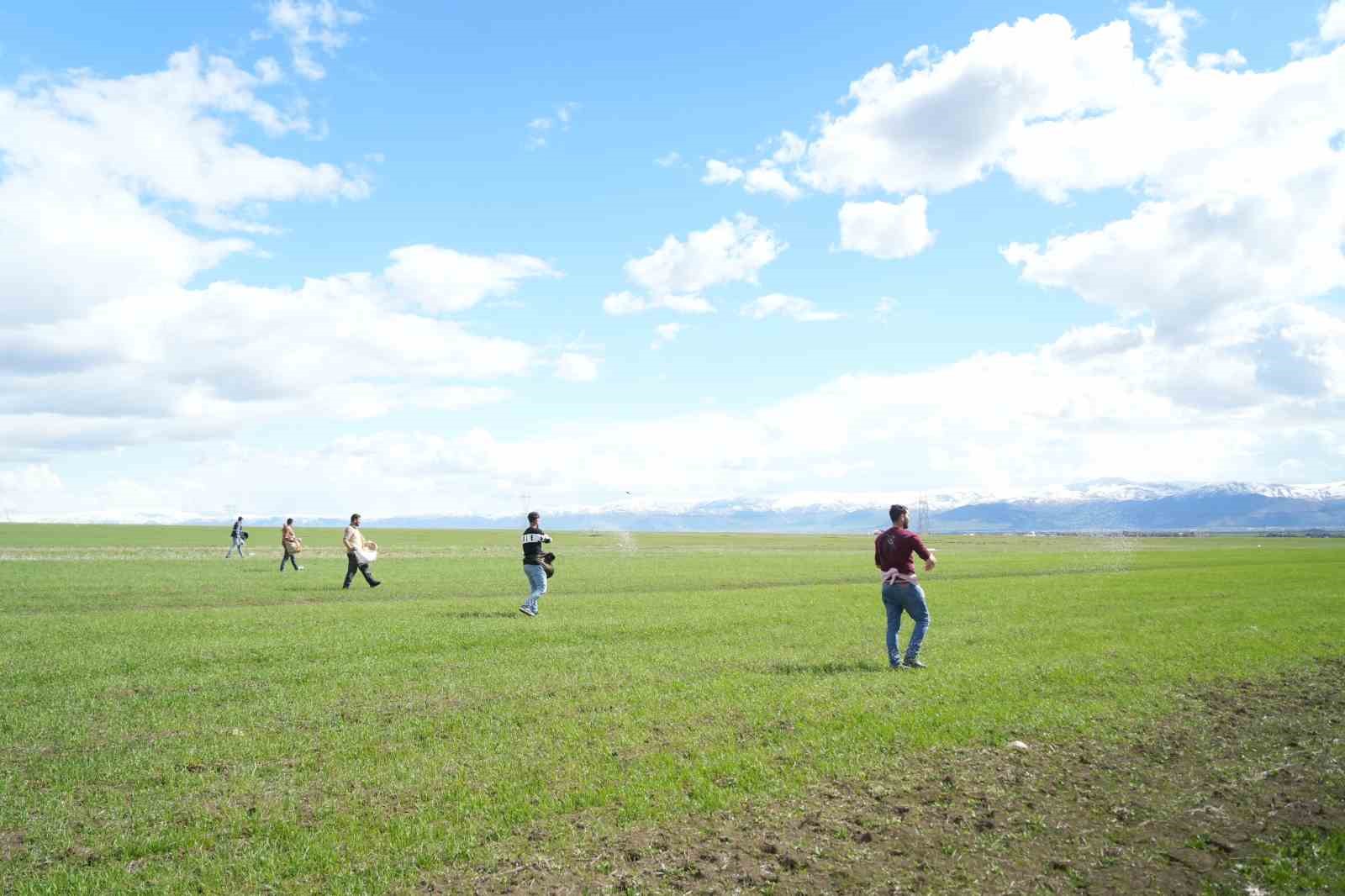 Muş’ta çiftçiler tarlaya indi: Gübreler imece usulü ile serpildi
