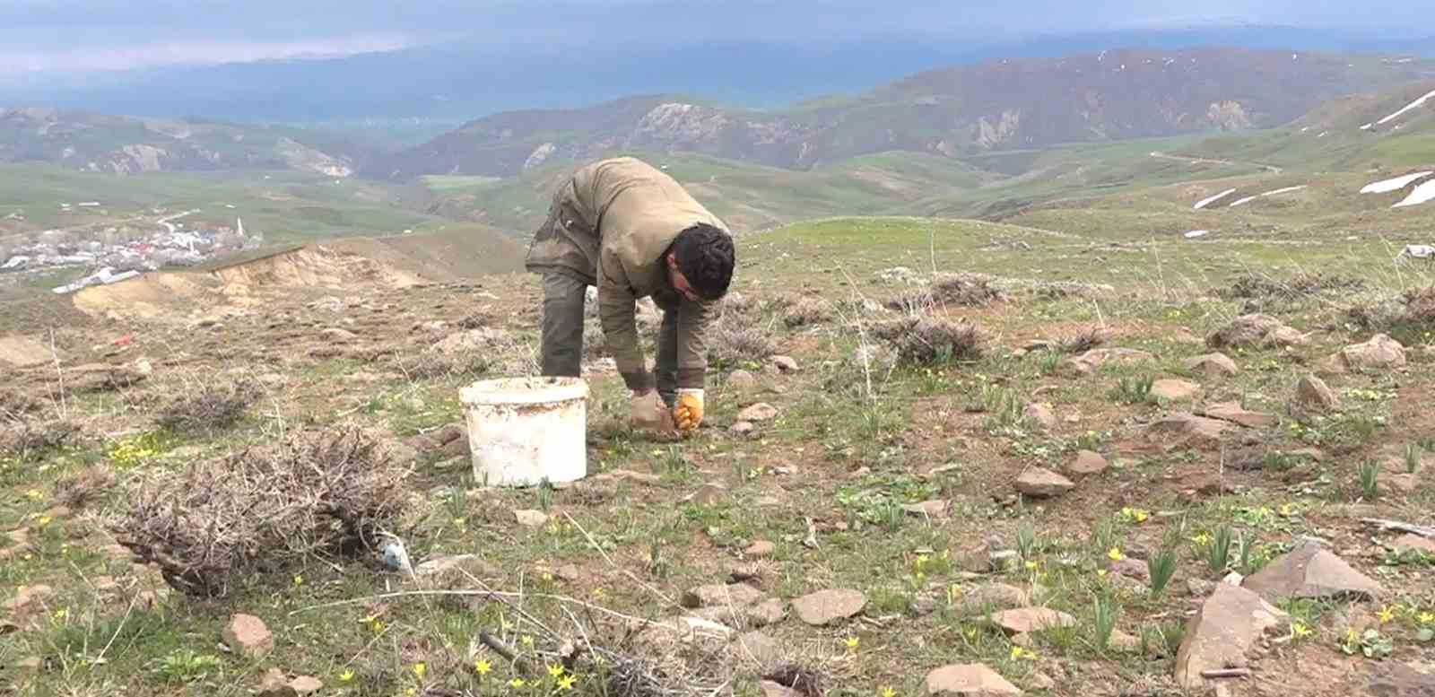 Muş’ta çiriş otu köylülerin geçim kaynağı oldu
