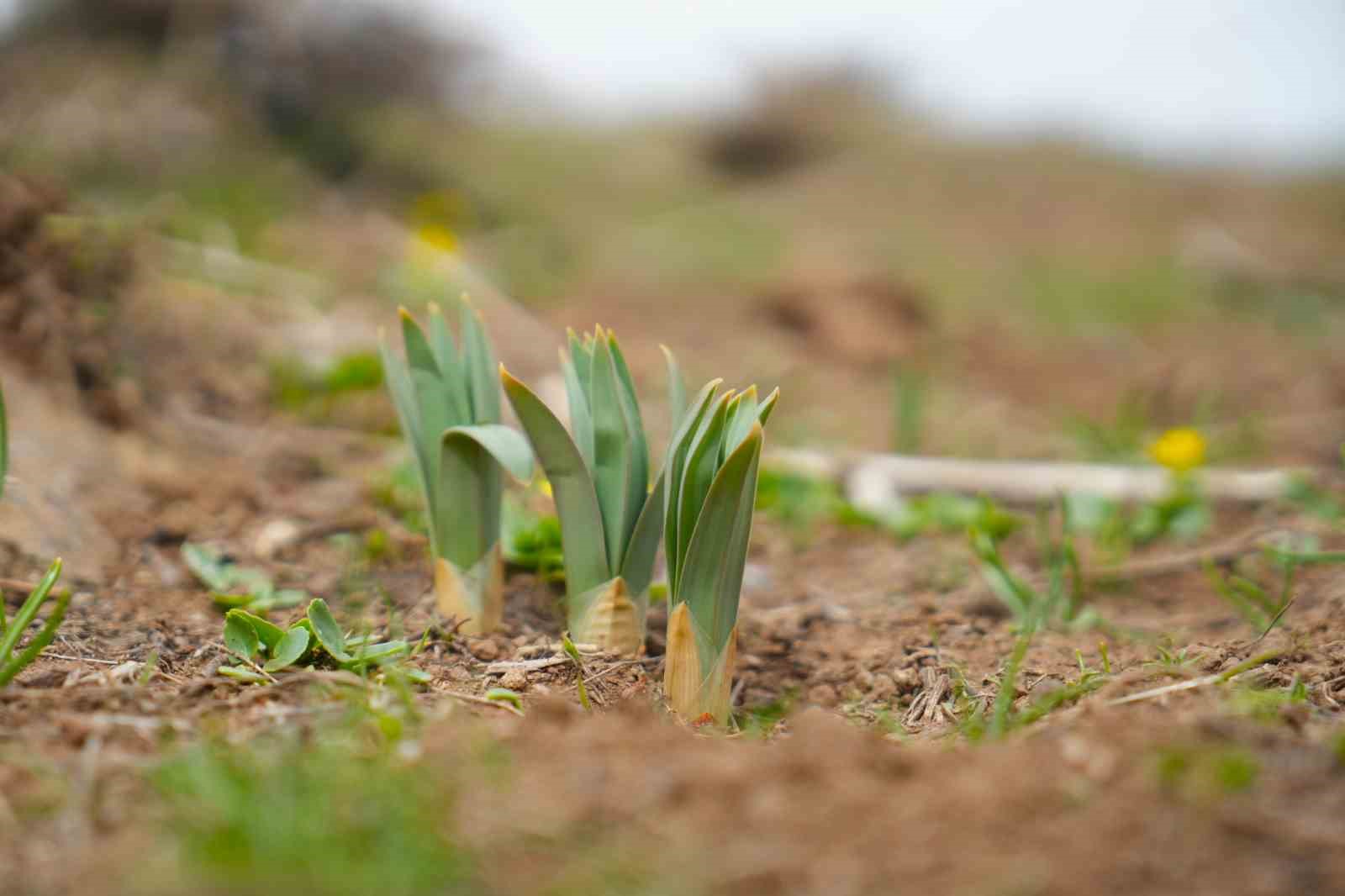 Muş’ta çiriş otu köylülerin geçim kaynağı oldu

