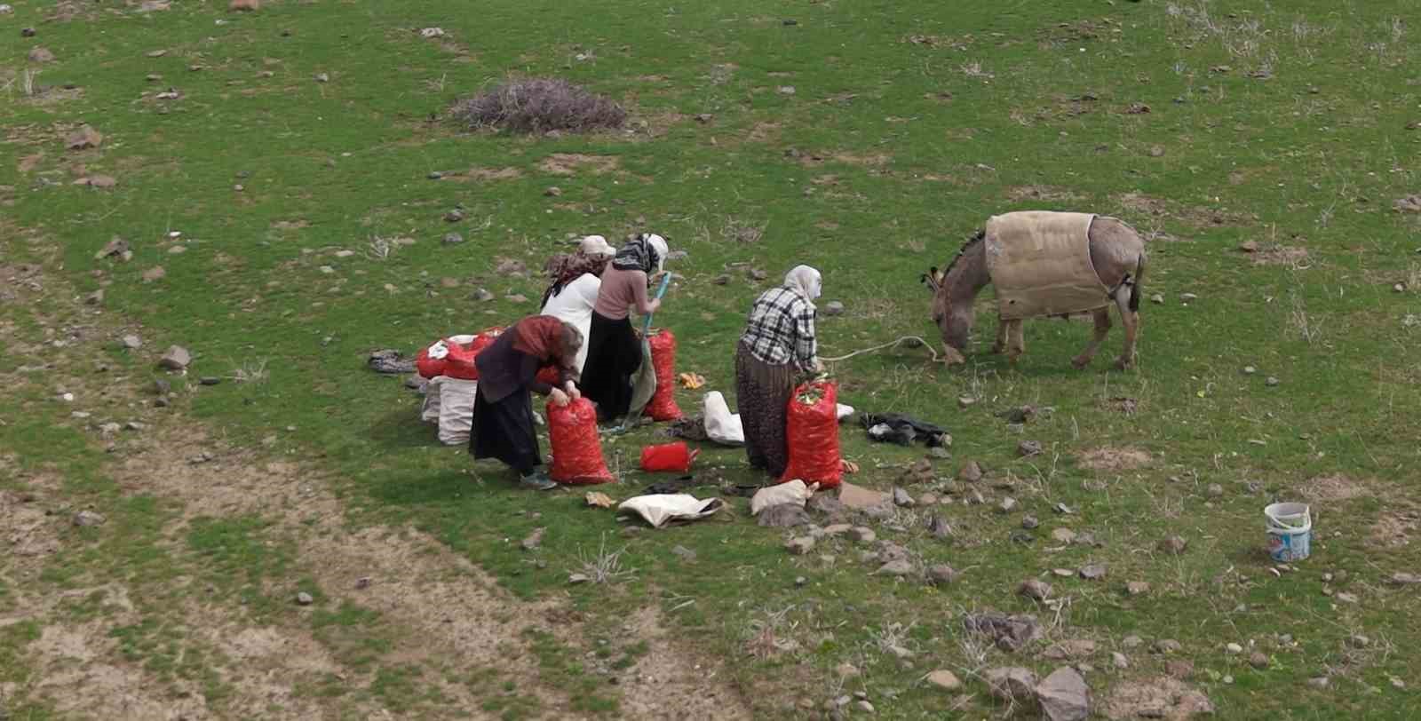 Muş’ta çiriş otu köylülerin geçim kaynağı oldu
