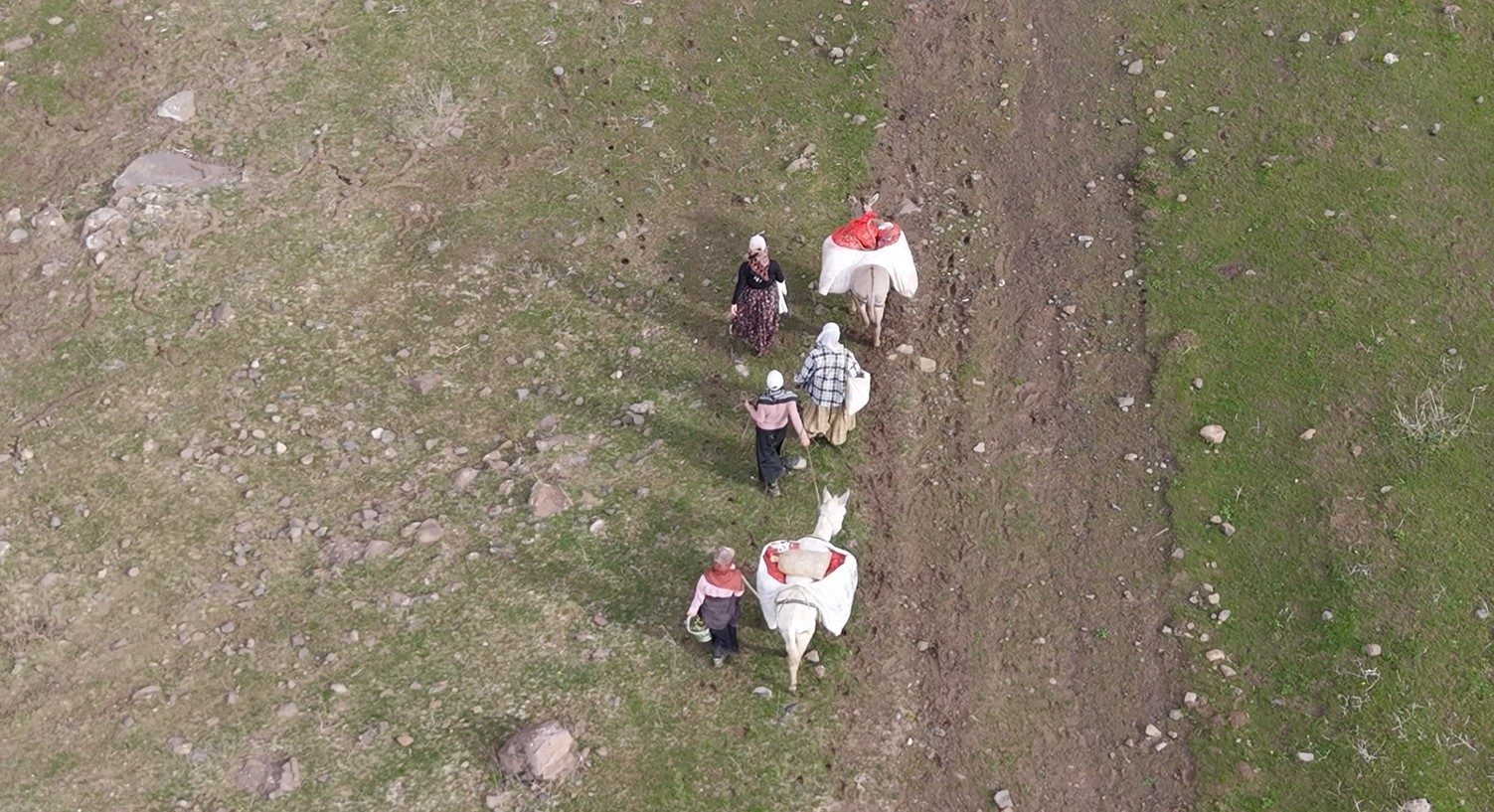 Muş’ta çiriş otu köylülerin geçim kaynağı oldu
