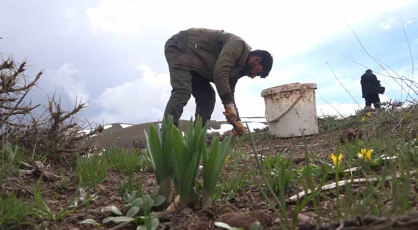 Muş’ta çiriş otu köylülerin geçim kaynağı oldu
