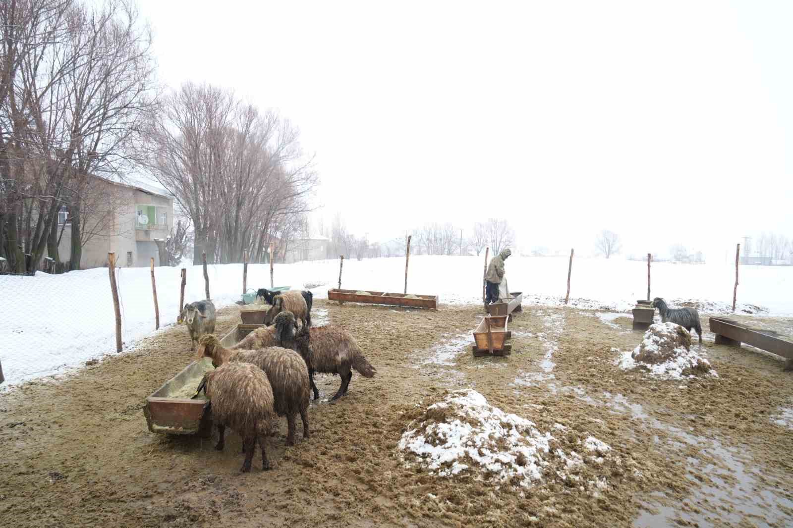 Muş’ta devlet desteğiyle hayvan sayısı arttı
