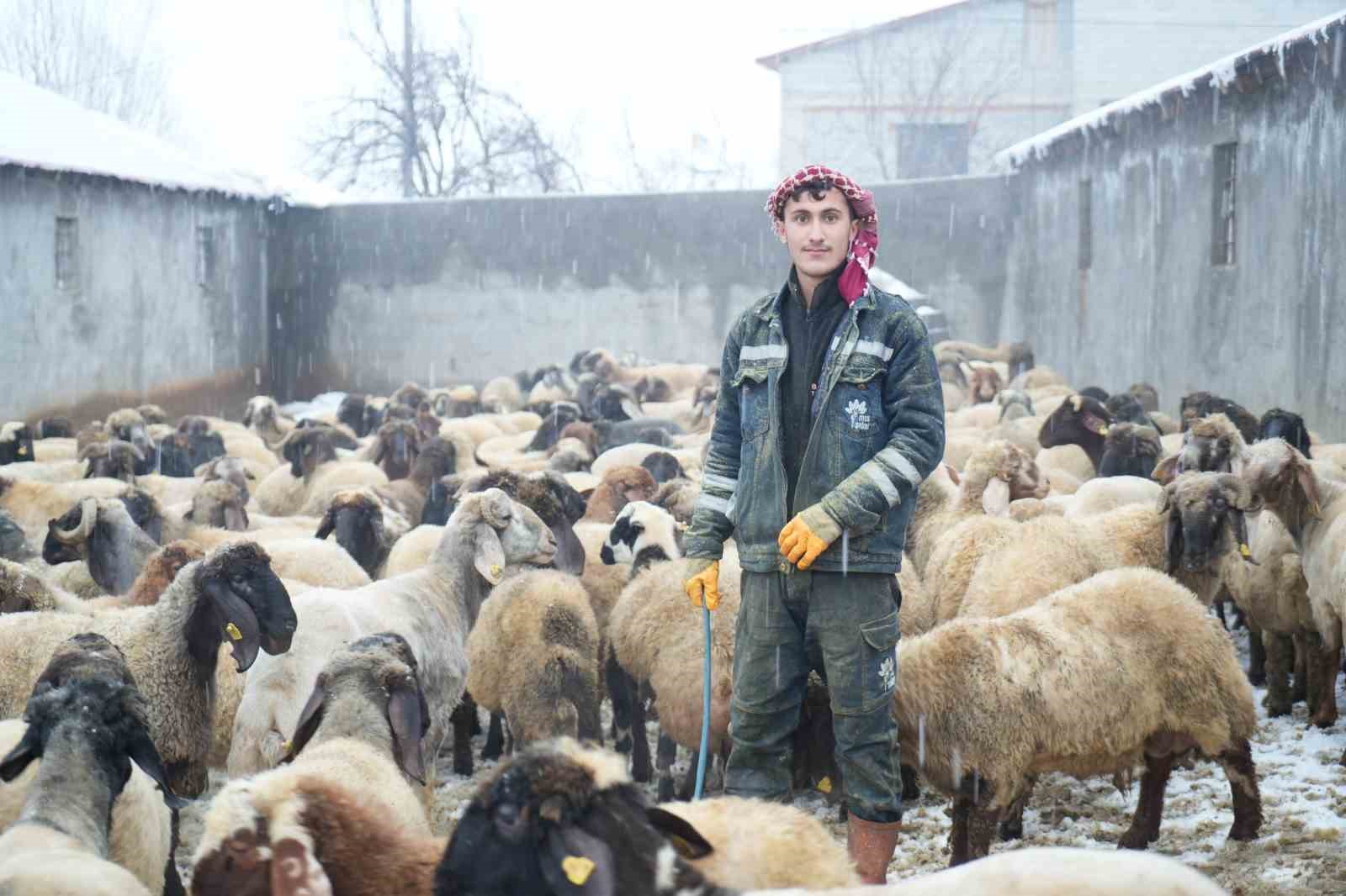 Muş’ta devlet desteğiyle hayvan sayısı arttı
