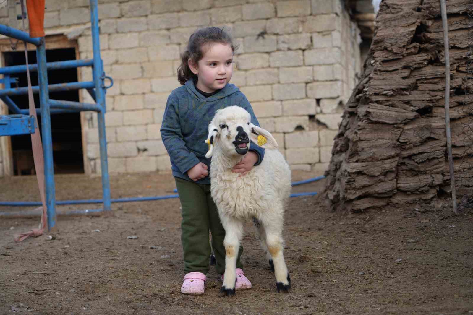 Muş’ta hayvan sayısı 1,4 milyonu aştı: 650 bin kuzu ve oğlak doğumu bekleniyor
Muş’ta hayvan sayısı 1,4 milyonu aştı: 650 bin kuzu ve oğlak doğumu bekleniyor