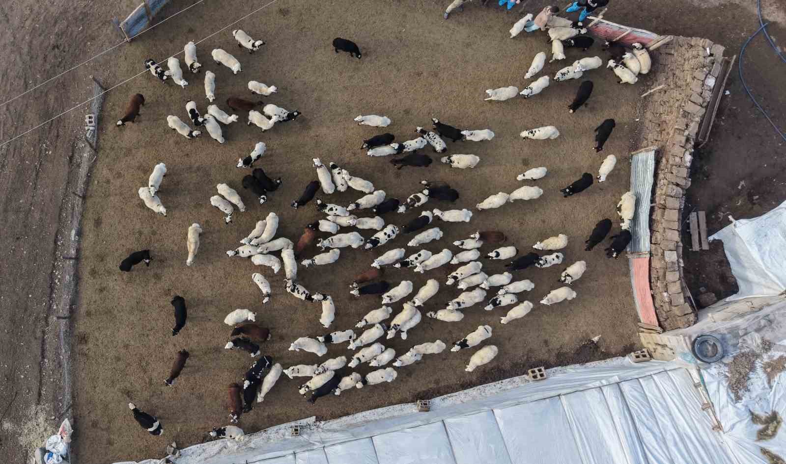 Muş’ta hayvan sayısı 1,4 milyonu aştı: 650 bin kuzu ve oğlak doğumu bekleniyor
Muş’ta hayvan sayısı 1,4 milyonu aştı: 650 bin kuzu ve oğlak doğumu bekleniyor