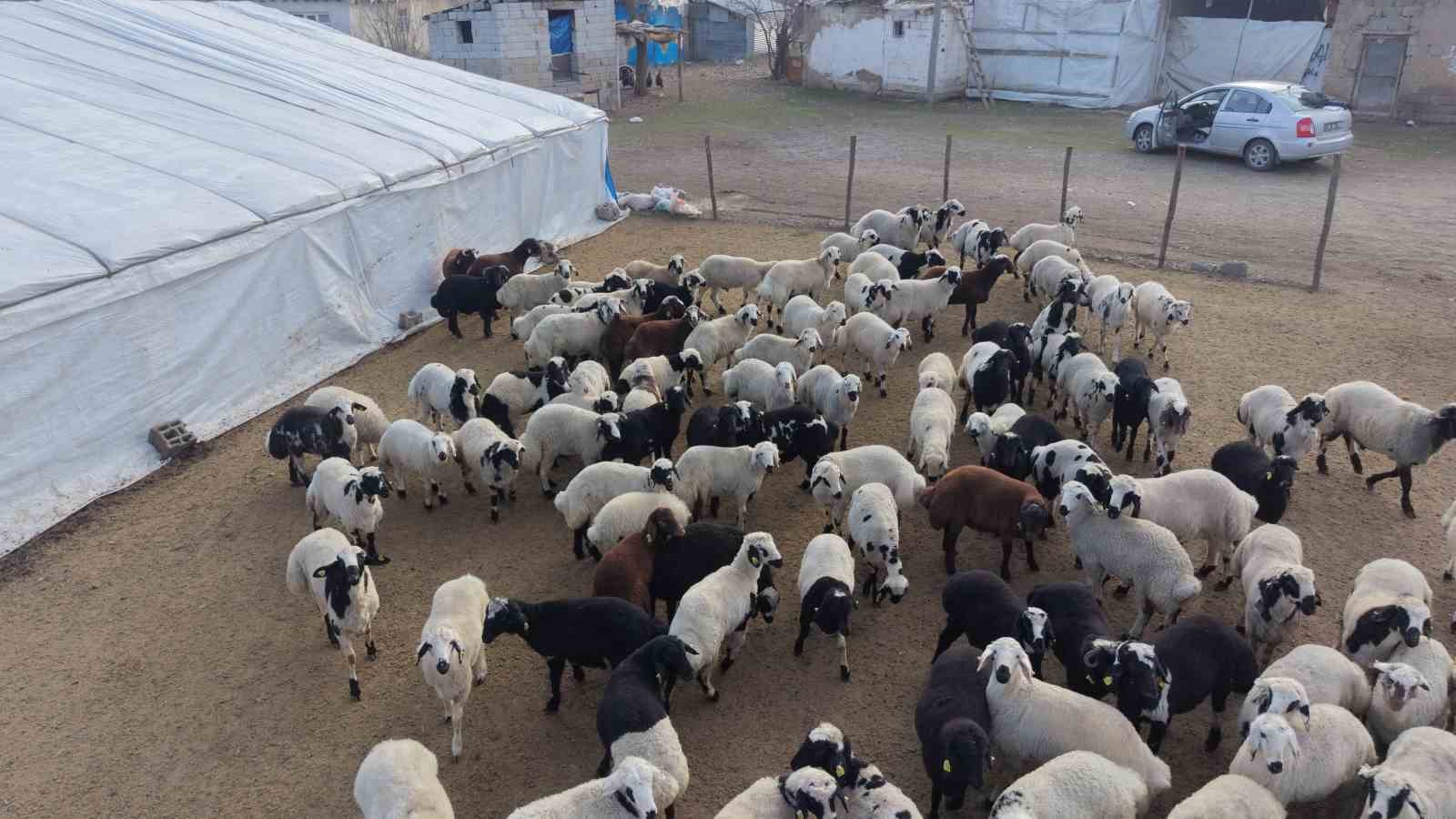 Muş’ta hayvan sayısı 1,4 milyonu aştı: 650 bin kuzu ve oğlak doğumu bekleniyor
Muş’ta hayvan sayısı 1,4 milyonu aştı: 650 bin kuzu ve oğlak doğumu bekleniyor