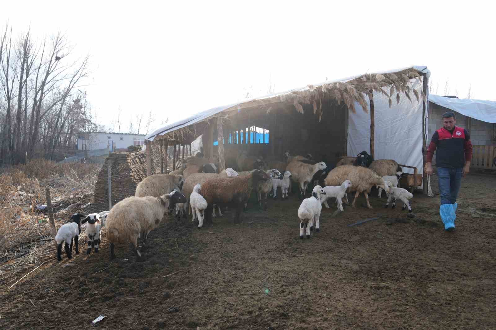 Muş’ta hayvan sayısı 1,4 milyonu aştı: 650 bin kuzu ve oğlak doğumu bekleniyor
Muş’ta hayvan sayısı 1,4 milyonu aştı: 650 bin kuzu ve oğlak doğumu bekleniyor