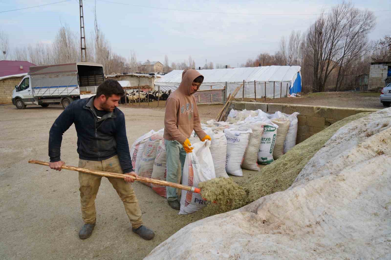 Muş’ta hayvan sayısı 1,4 milyonu aştı: 650 bin kuzu ve oğlak doğumu bekleniyor
Muş’ta hayvan sayısı 1,4 milyonu aştı: 650 bin kuzu ve oğlak doğumu bekleniyor