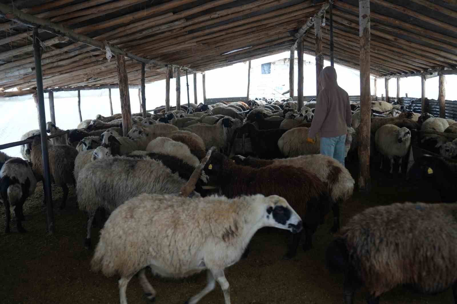 Muş’ta hayvan sayısı 1,4 milyonu aştı: 650 bin kuzu ve oğlak doğumu bekleniyor
Muş’ta hayvan sayısı 1,4 milyonu aştı: 650 bin kuzu ve oğlak doğumu bekleniyor