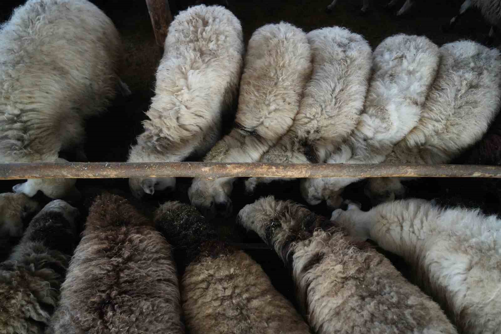 Muş’ta hayvan sayısı 1,4 milyonu aştı: 650 bin kuzu ve oğlak doğumu bekleniyor
Muş’ta hayvan sayısı 1,4 milyonu aştı: 650 bin kuzu ve oğlak doğumu bekleniyor