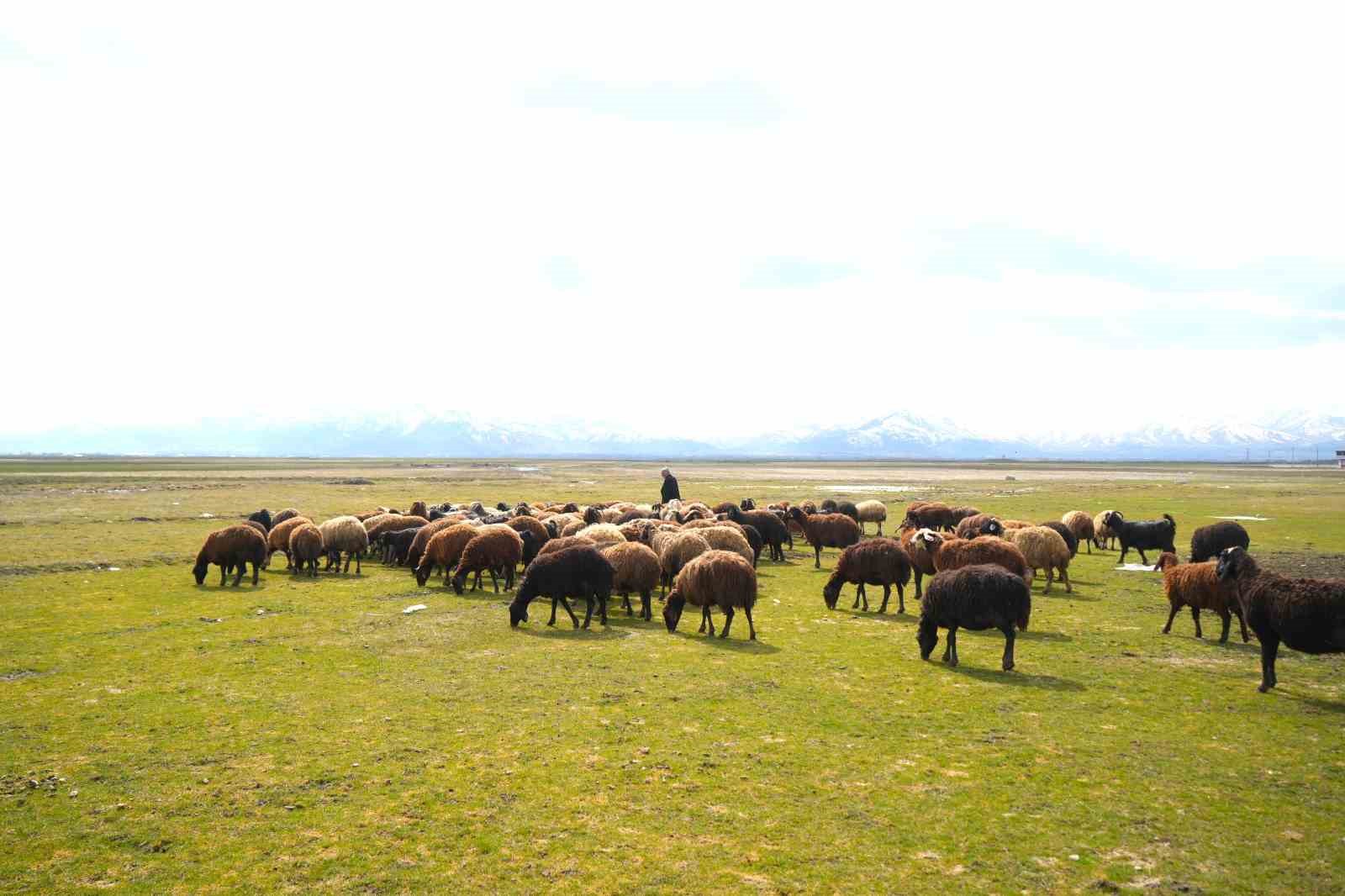 Muş’ta kış ve bahar aynı anda yaşanıyor
