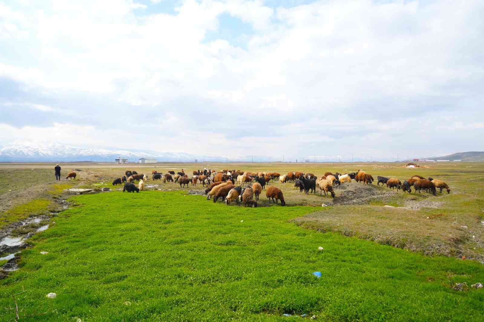 Muş’ta kış ve bahar aynı anda yaşanıyor

