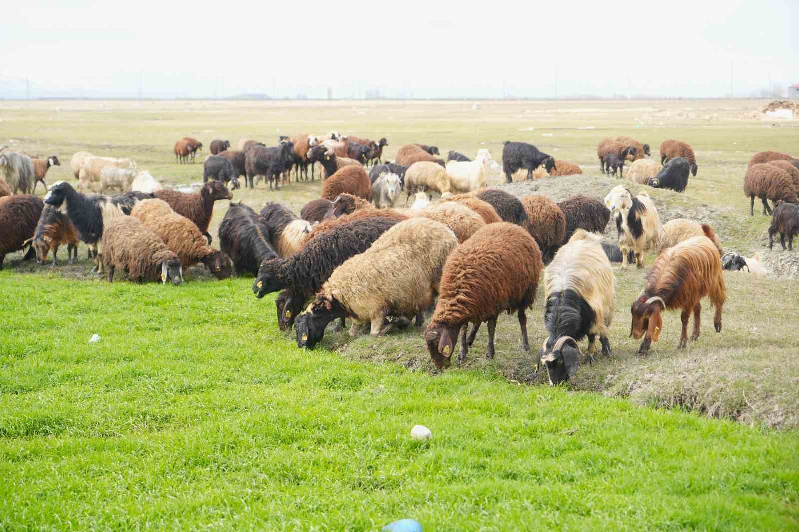 Muş’ta kış ve bahar aynı anda yaşanıyor
