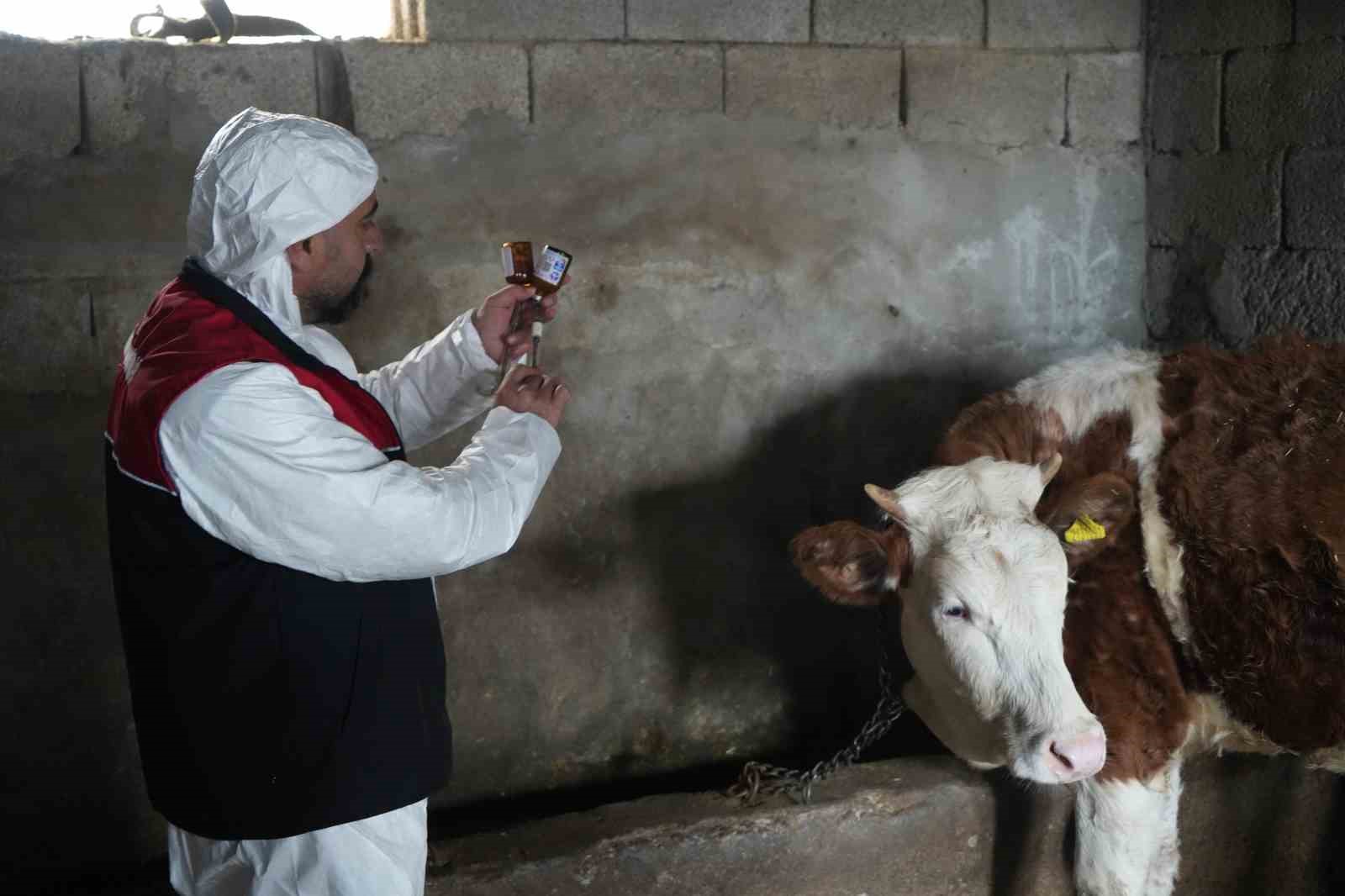 Muş’ta şap ve şarbon aşılama kampanyası başladı

