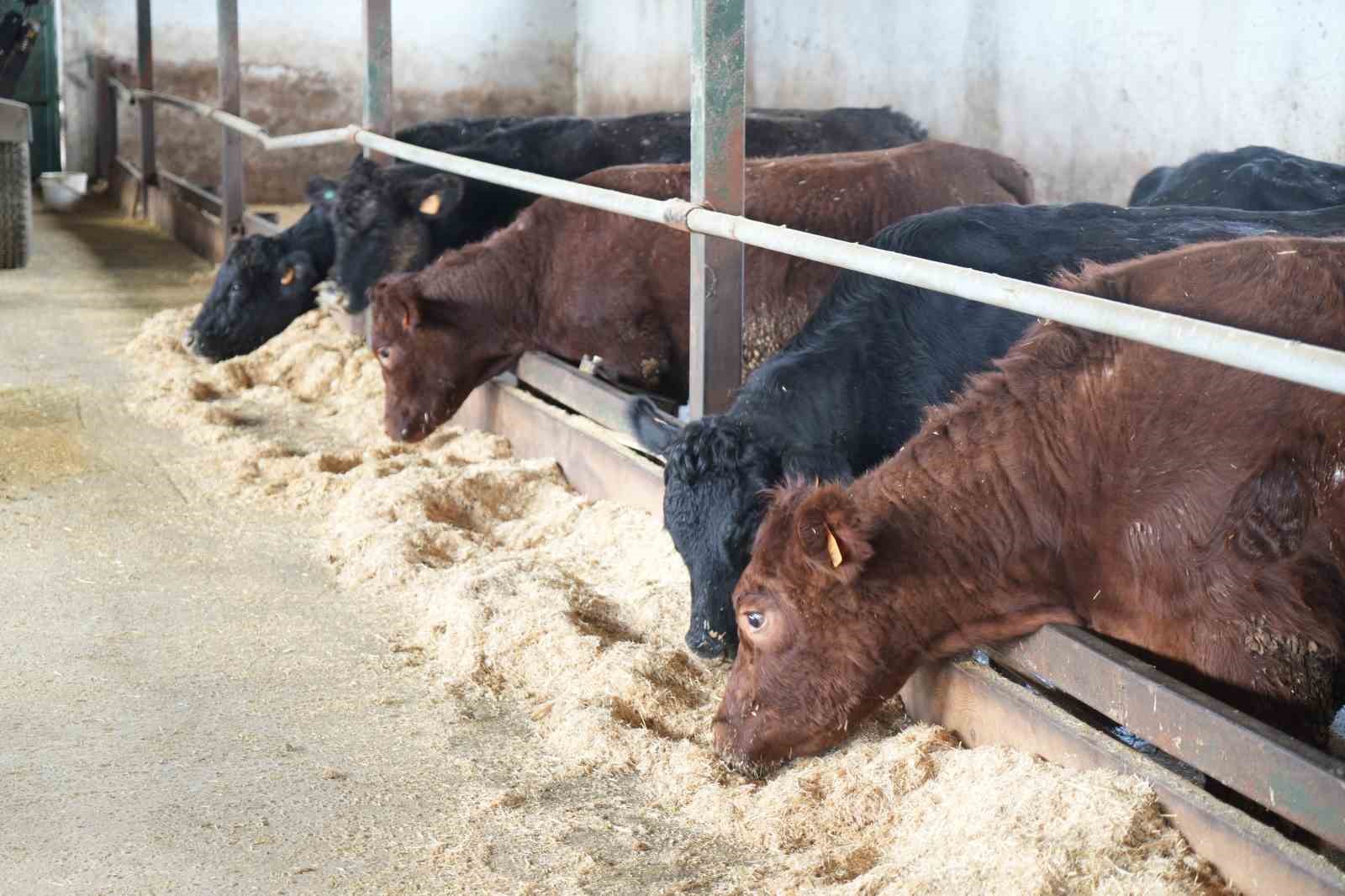 Muş’ta şap ve şarbon aşılama kampanyası başladı
