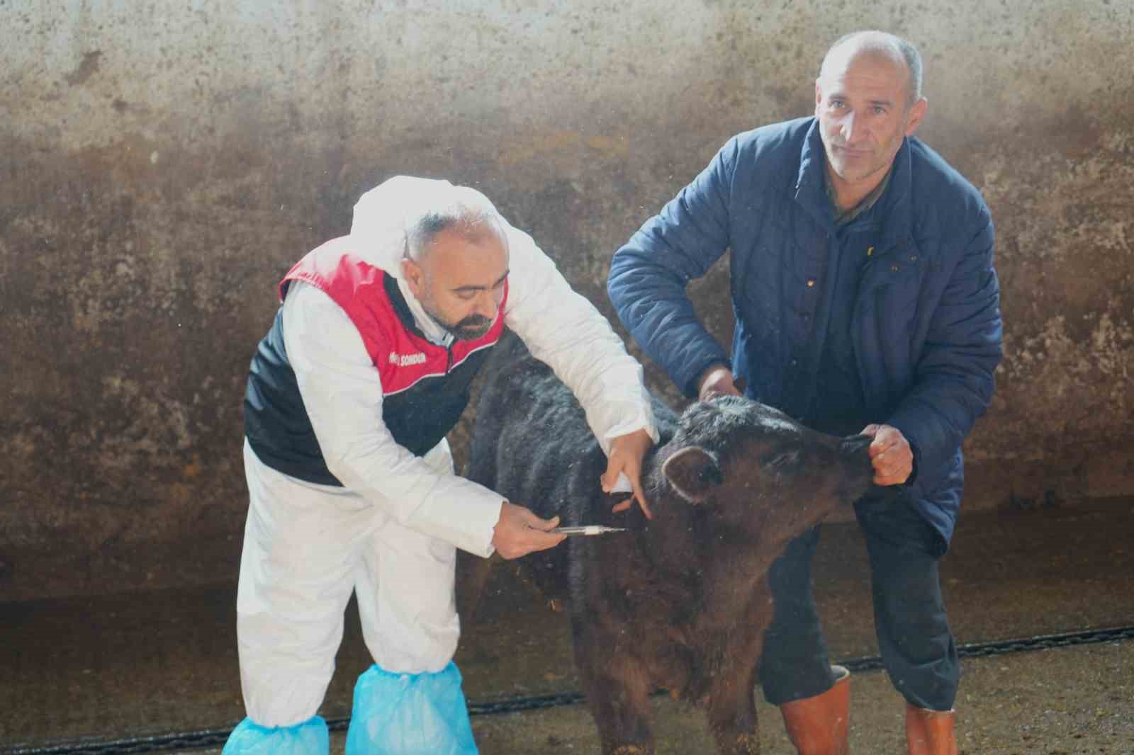 Muş’ta şap ve şarbon aşılama kampanyası başladı
