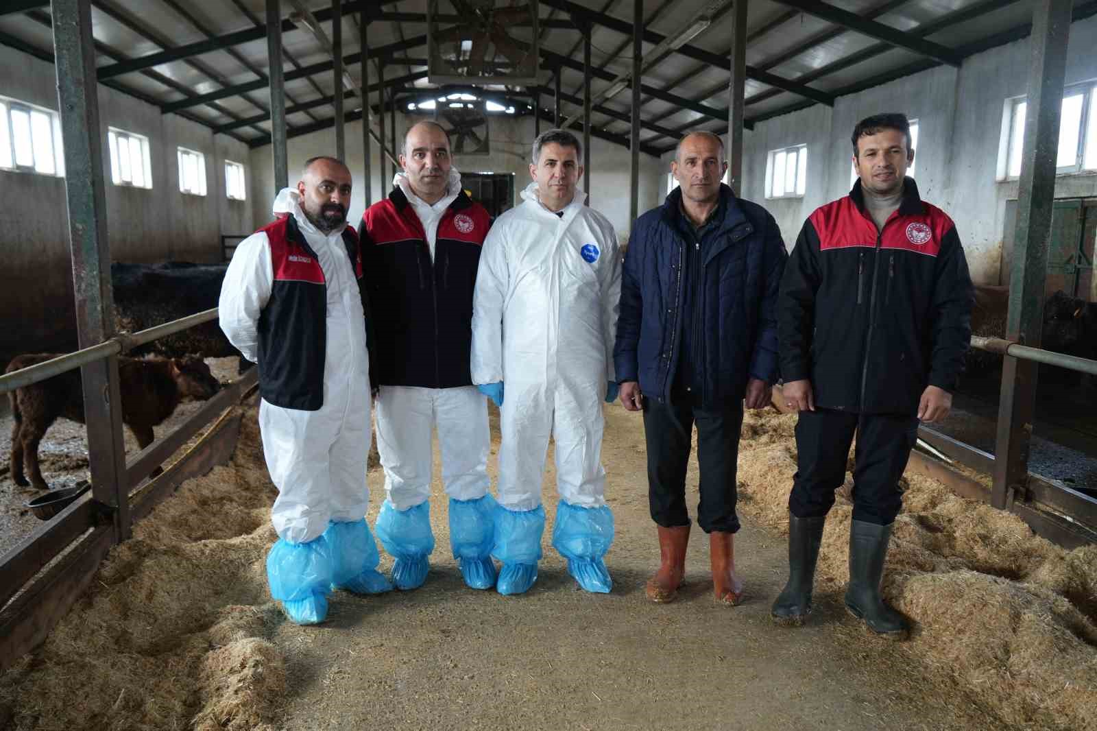 Muş’ta şap ve şarbon aşılama kampanyası başladı
