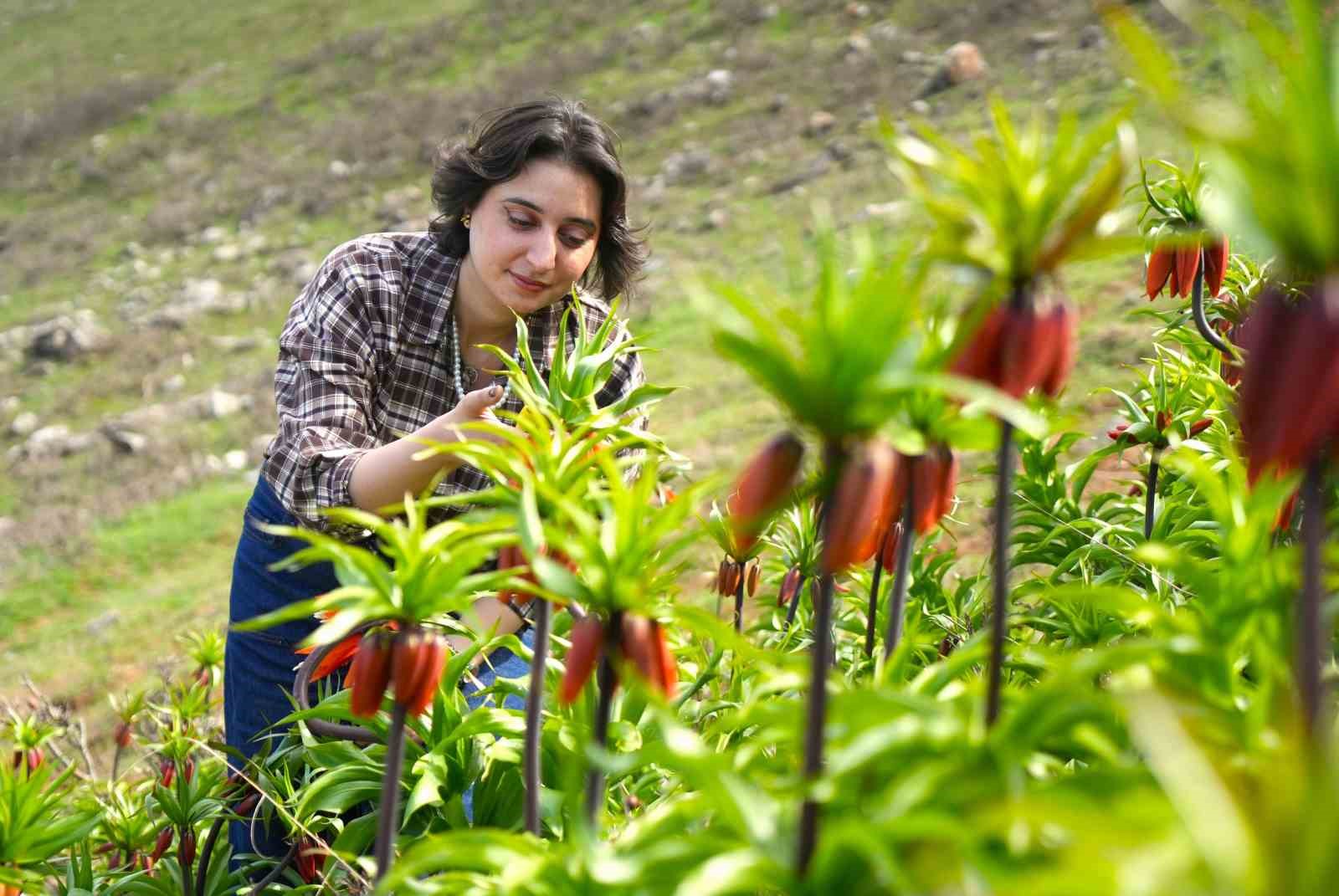 Muş’ta ters laleler açtı
