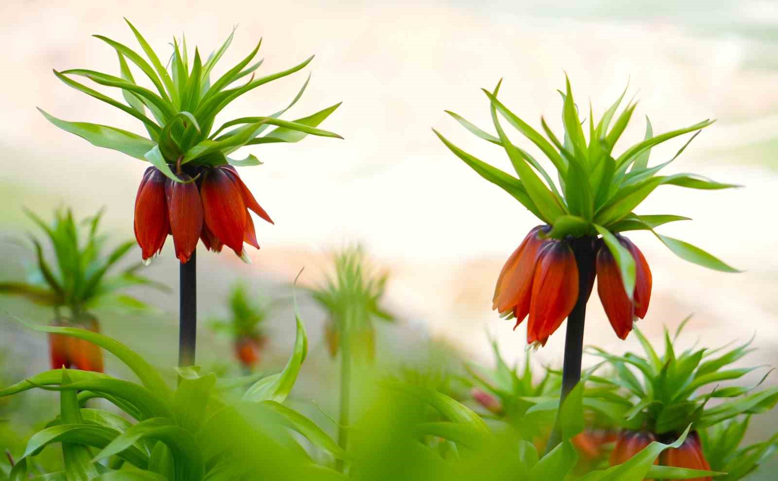 Muş’ta ters laleler açtı
