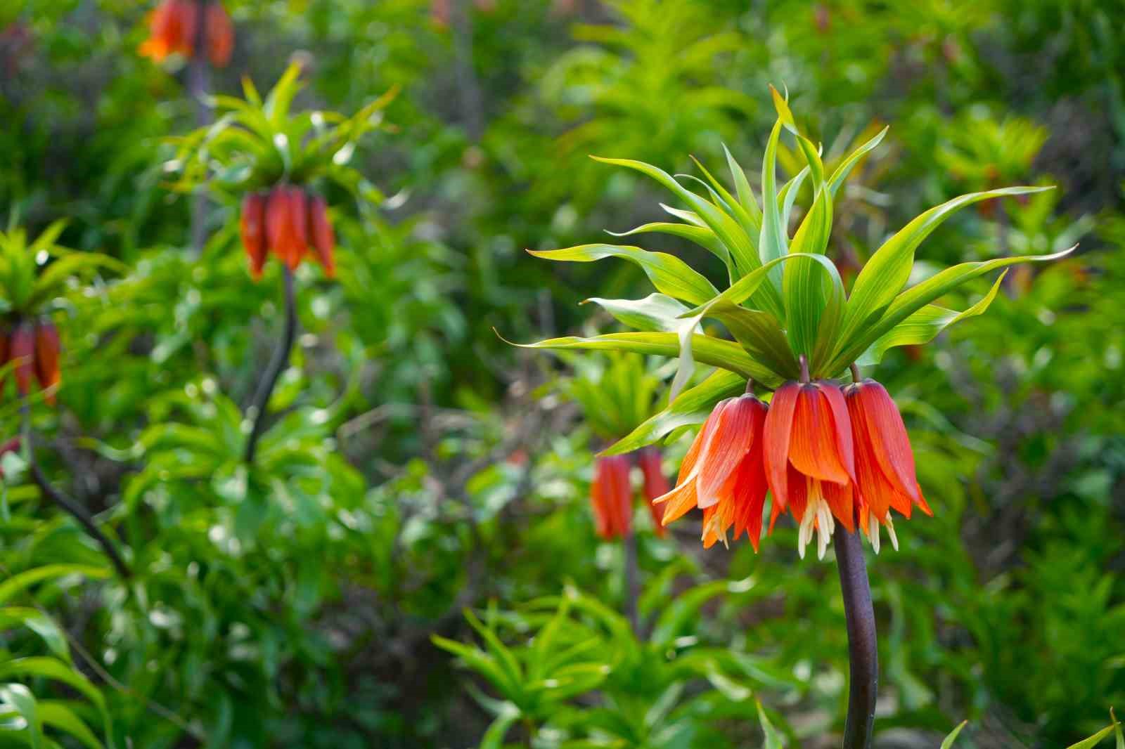 Muş’ta ters laleler açtı
