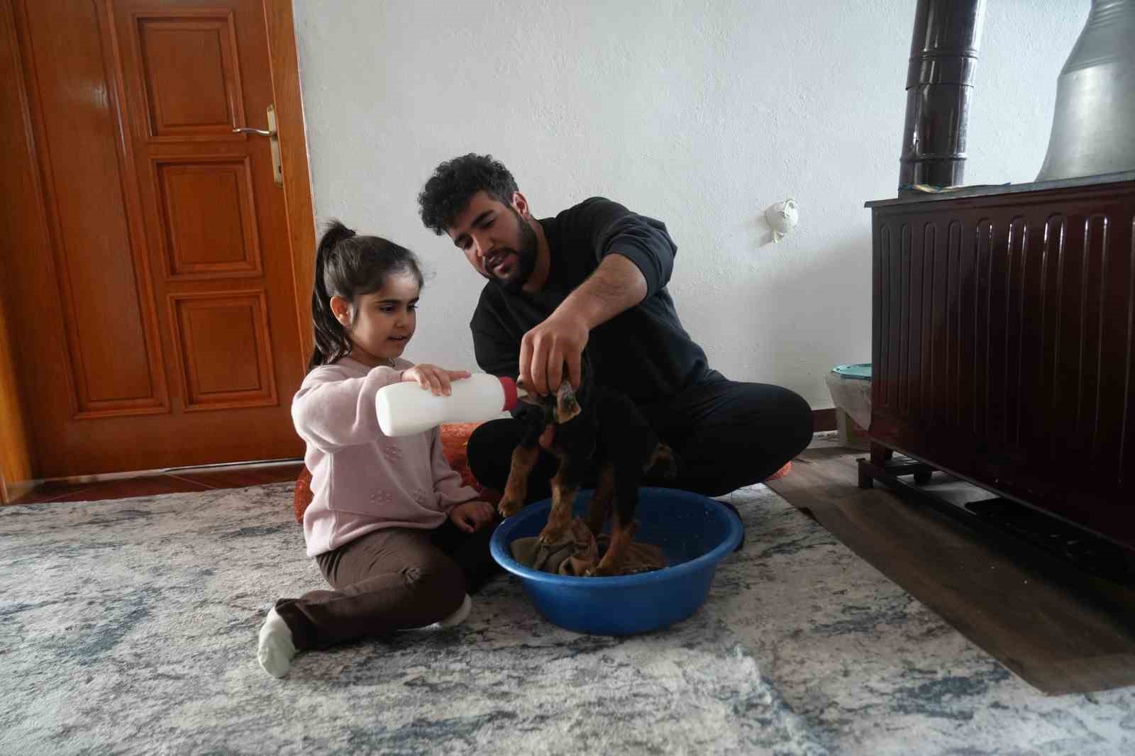 Muş’ta yeni doğan oğlaklara özenli bakım
