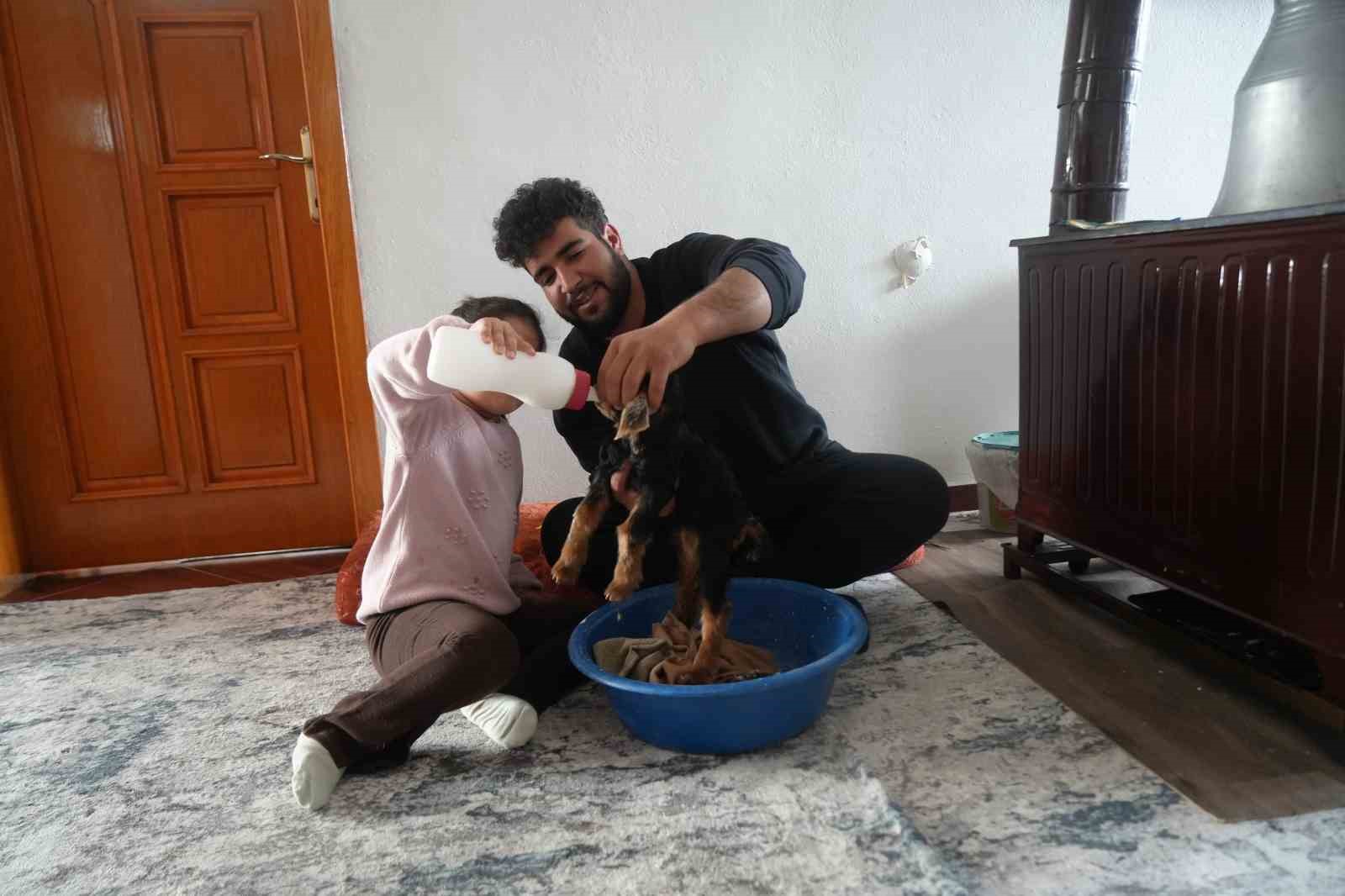 Muş’ta yeni doğan oğlaklara özenli bakım
