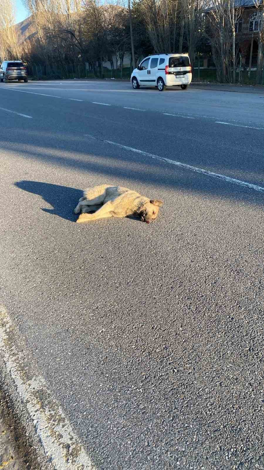 Muş’ta yolun karşısına geçen köpeğe otomobil çarptı
